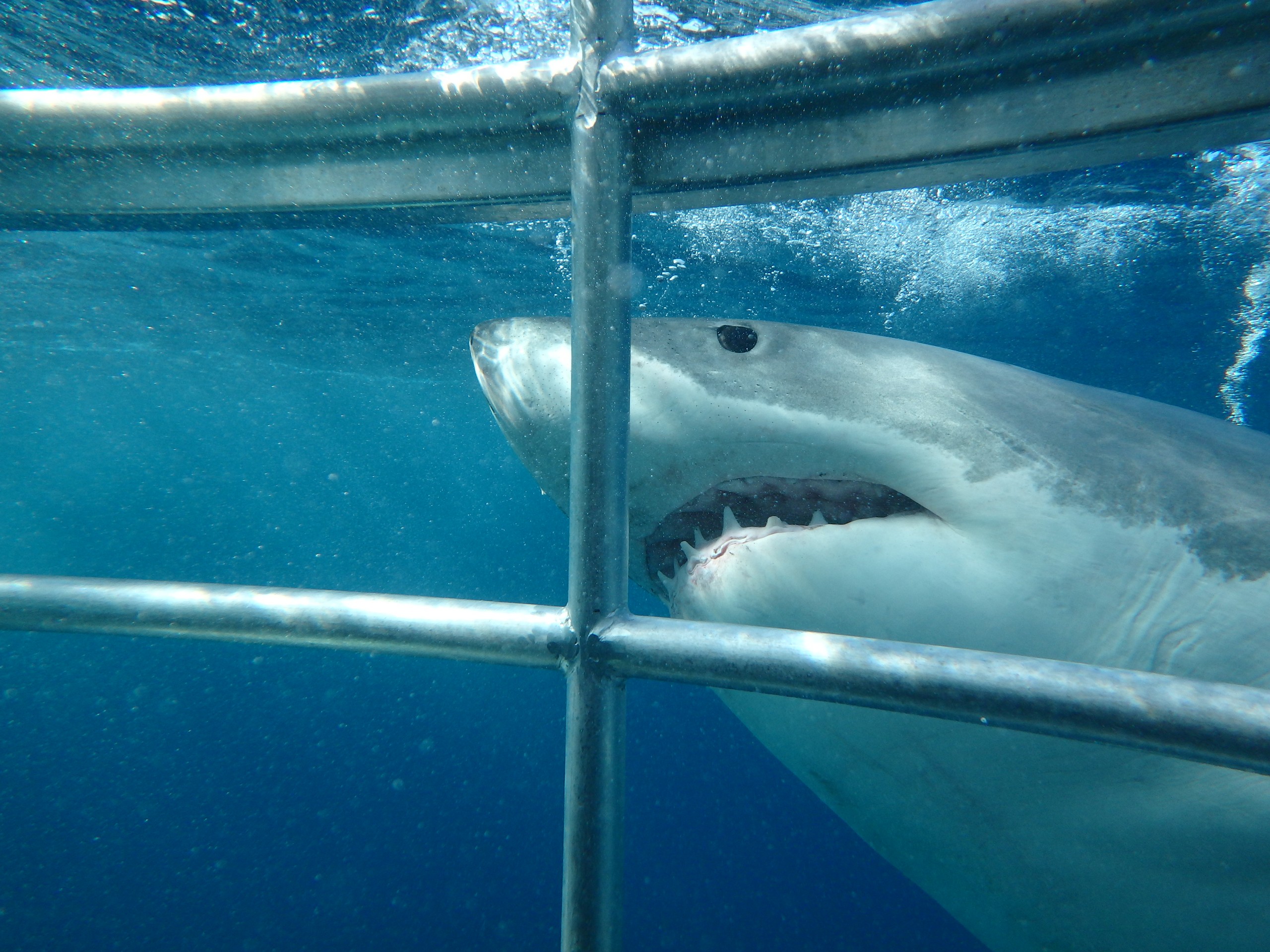 Shark seen from up close while cage diving