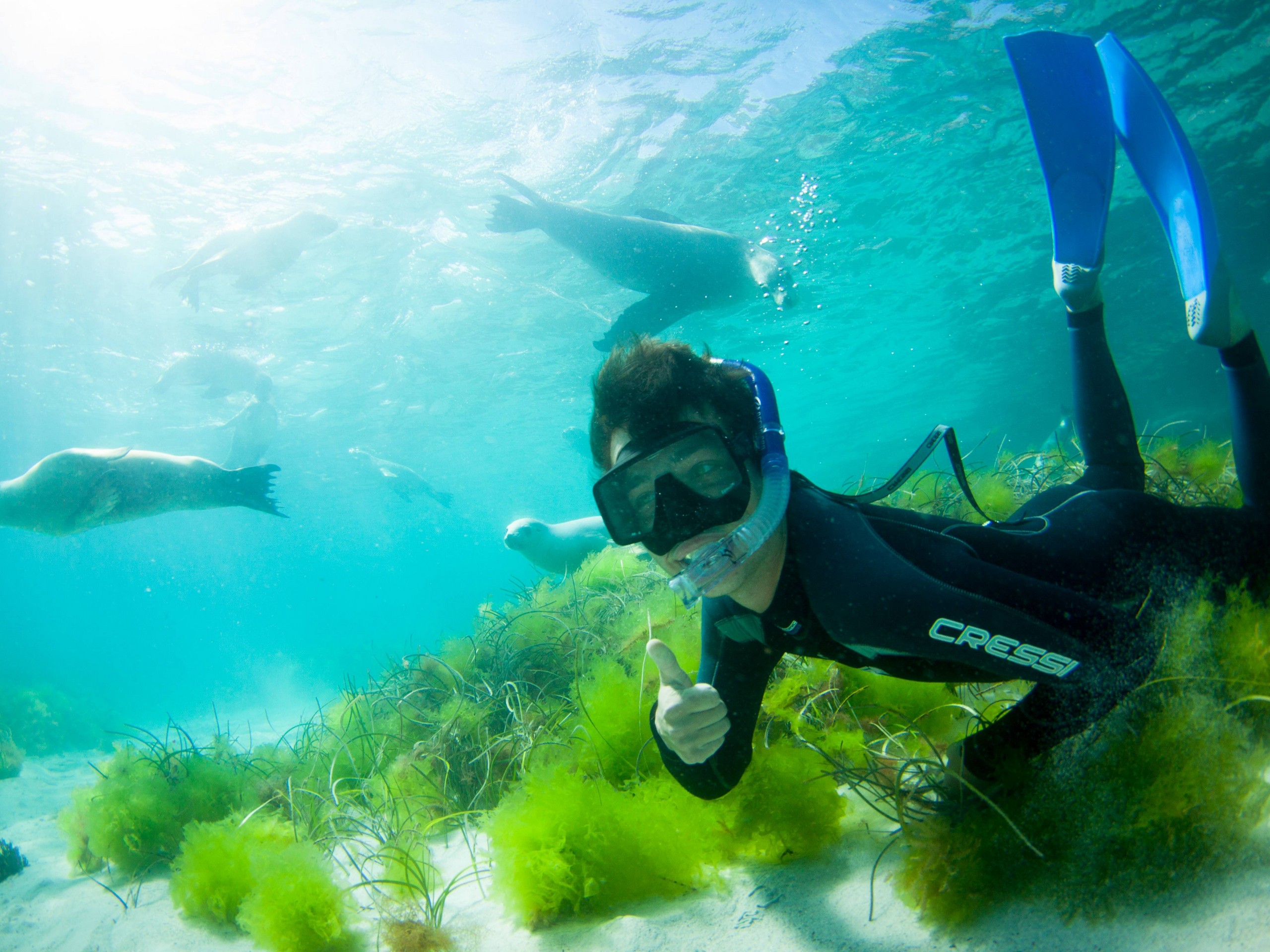 Snorkeling with beautiful sea lions in Australia