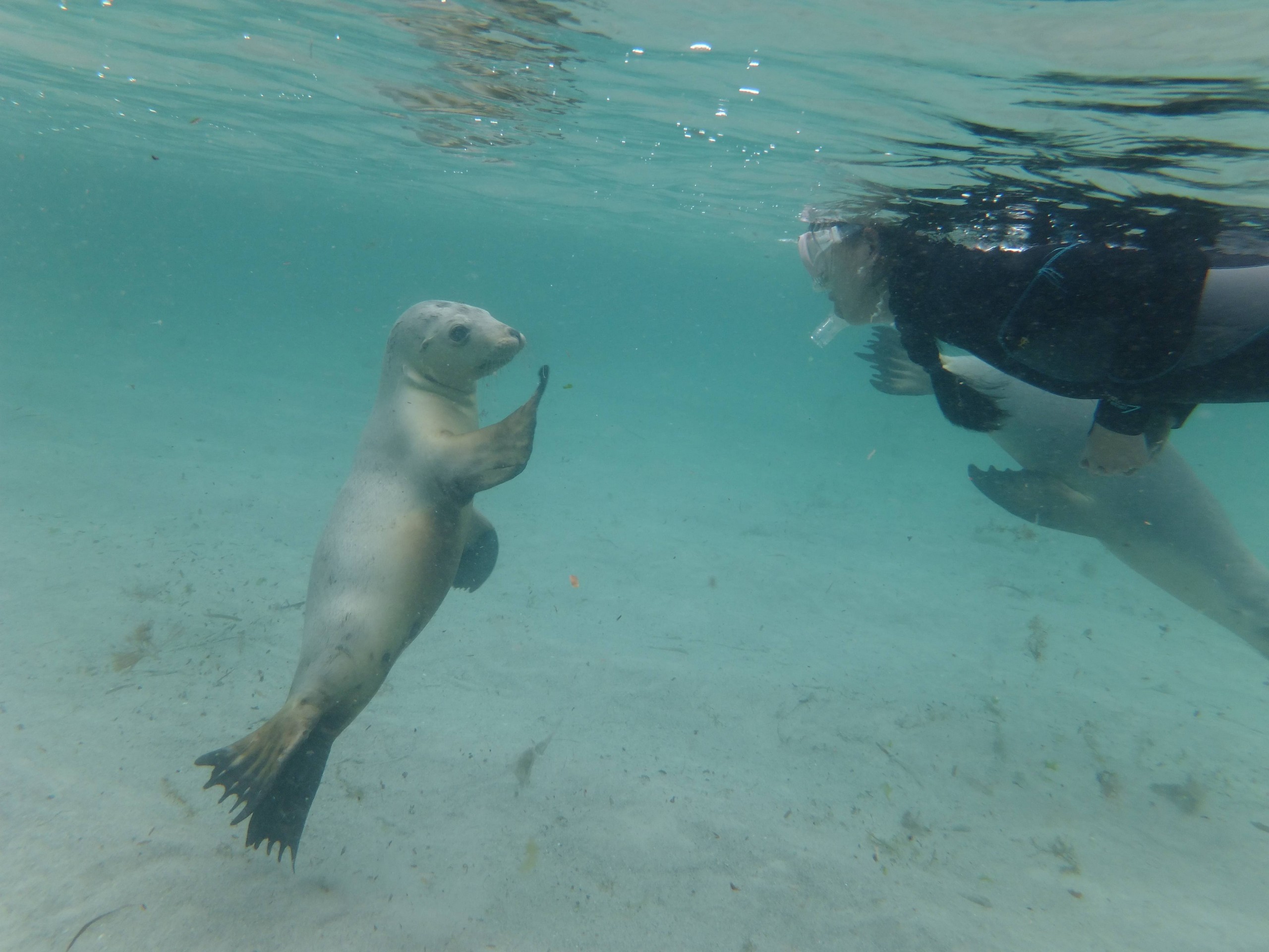 Snorkeling with sea lions in Australia