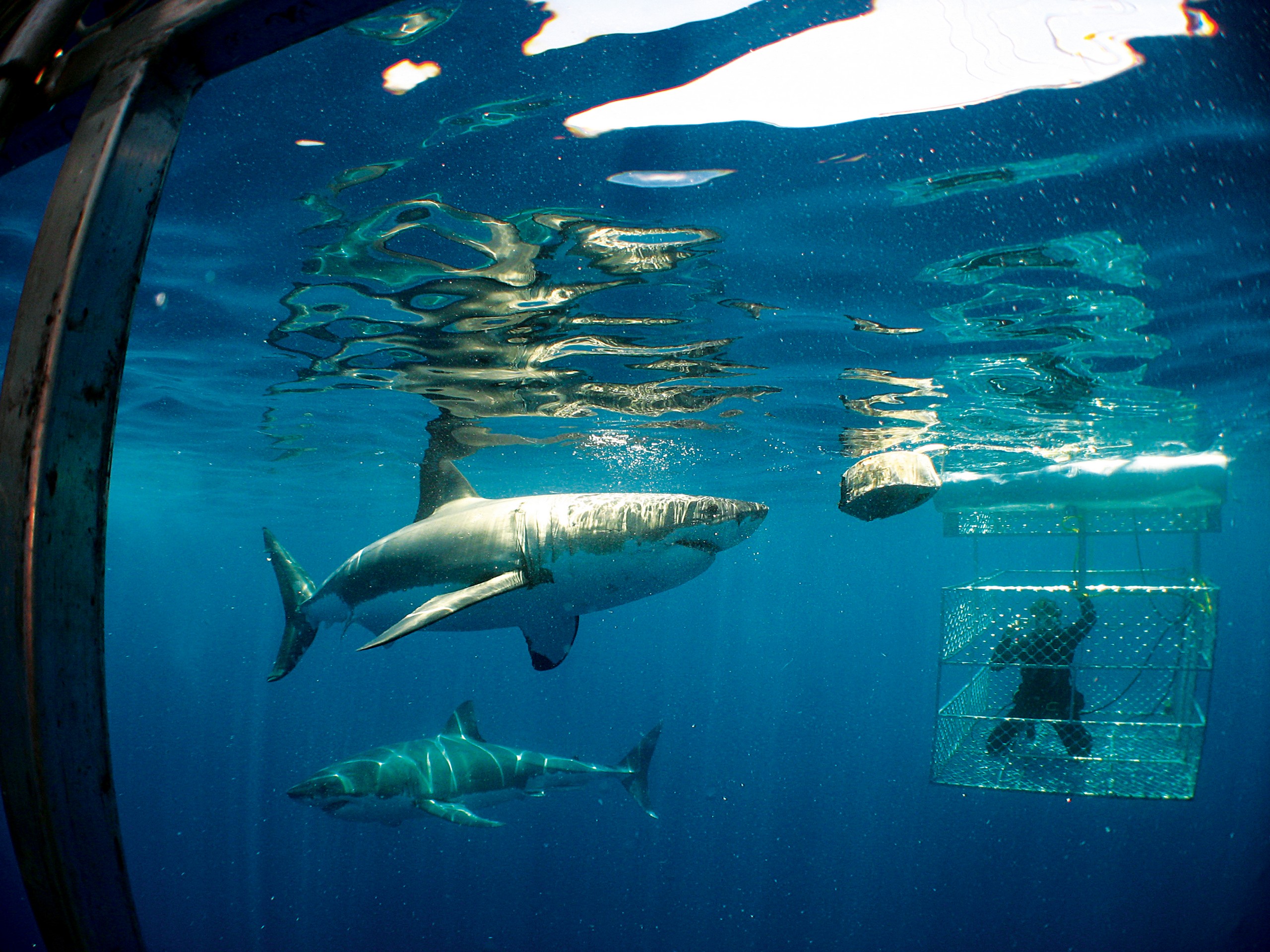 Stunning sharks in South Australia, seen while cage diving
