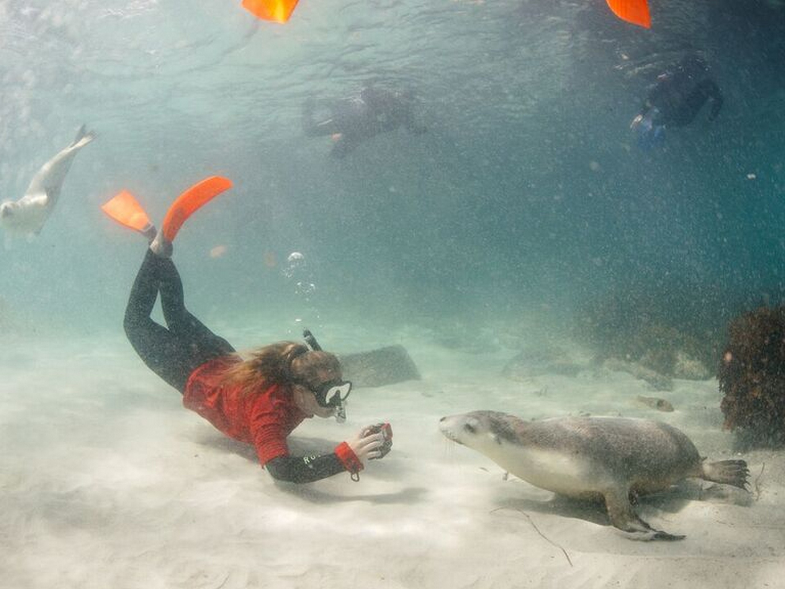 Swimming with sea lions at Port Lincoln