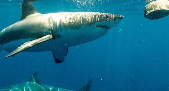 Great White Sharks and Coastal Gastronomy Tour