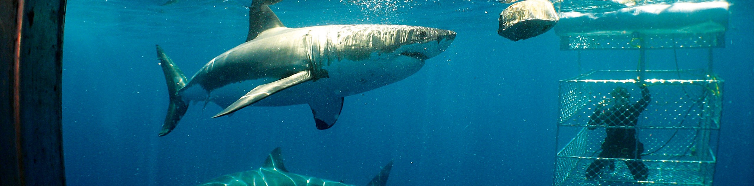 Great White Sharks and Coastal Gastronomy Tour
