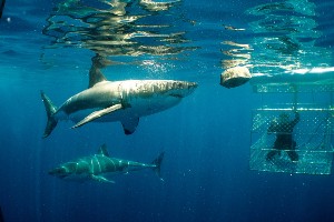 Shark Cage Diving and Sea Lion Tour