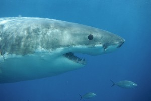 Great White Sharks and Coastal Gastronomy Tour