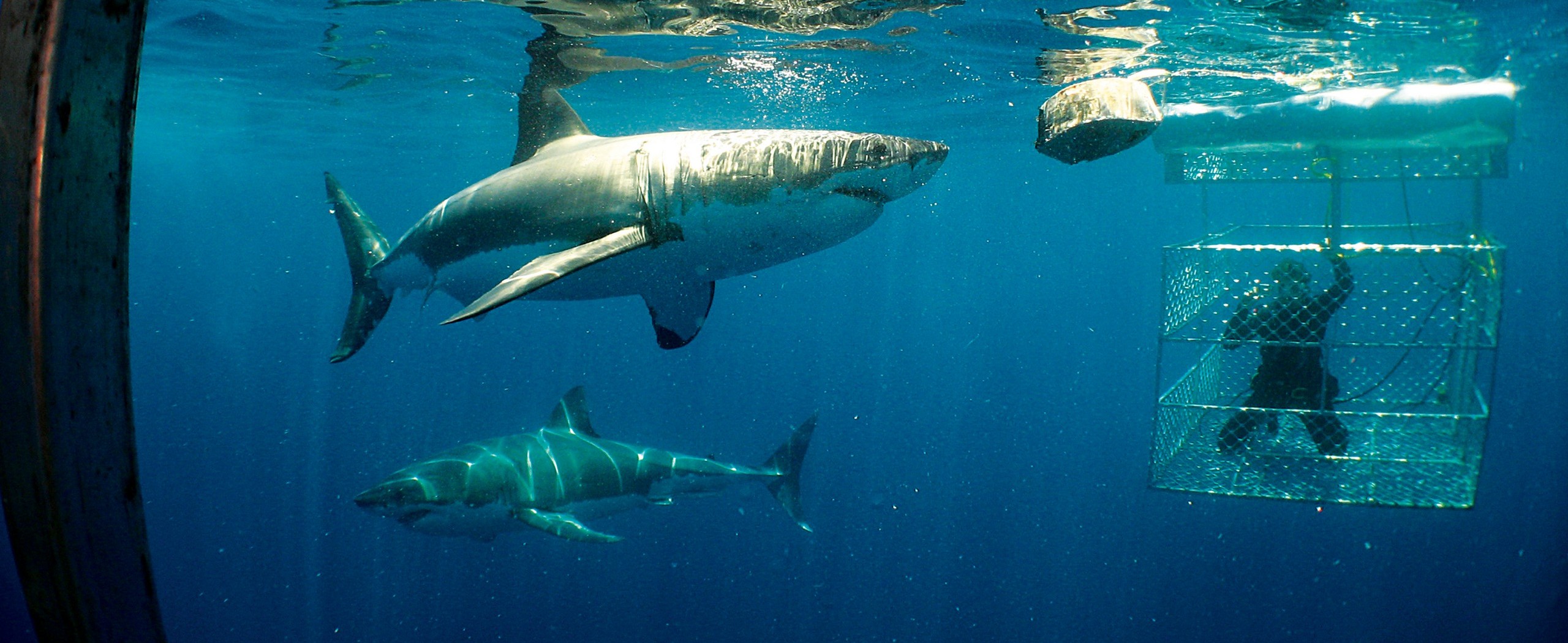 Great White Sharks and Port Lincoln Tour