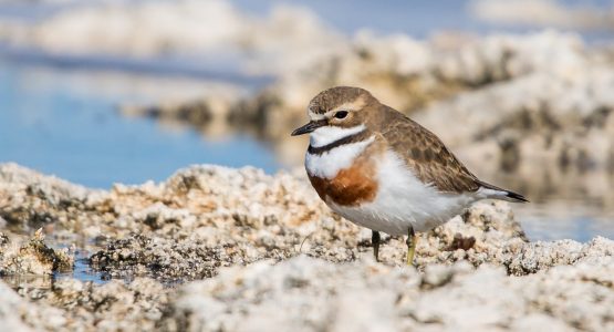 Southern Eyre Bird Watching Tour