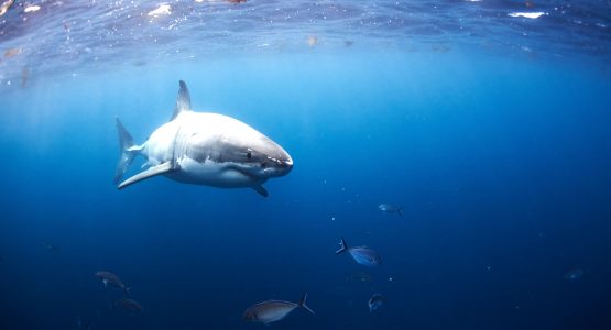 Great White Sharks and Port Lincoln Tour