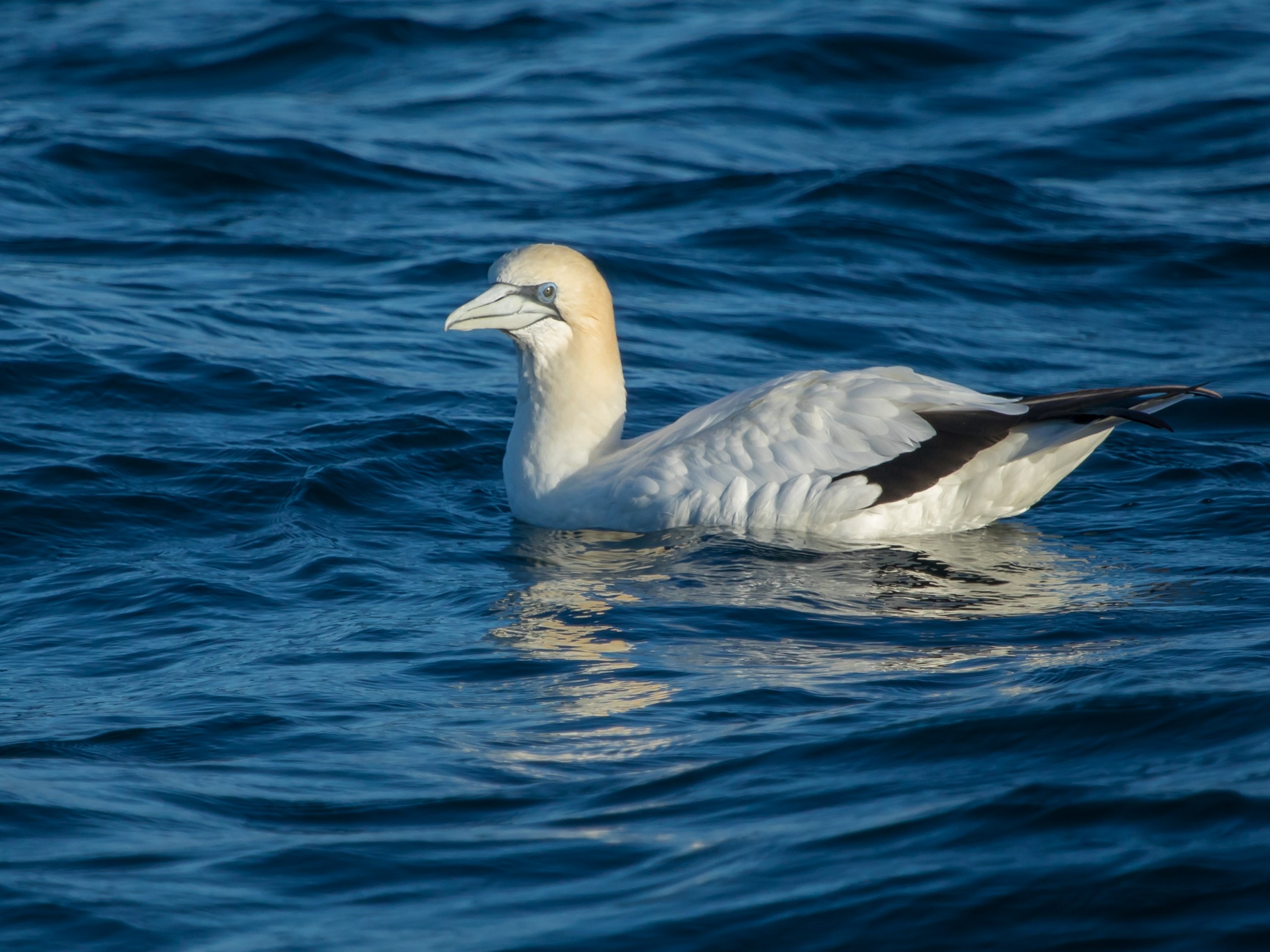 Australasian Gannet met while on a guided birdwatching tour in Australia
