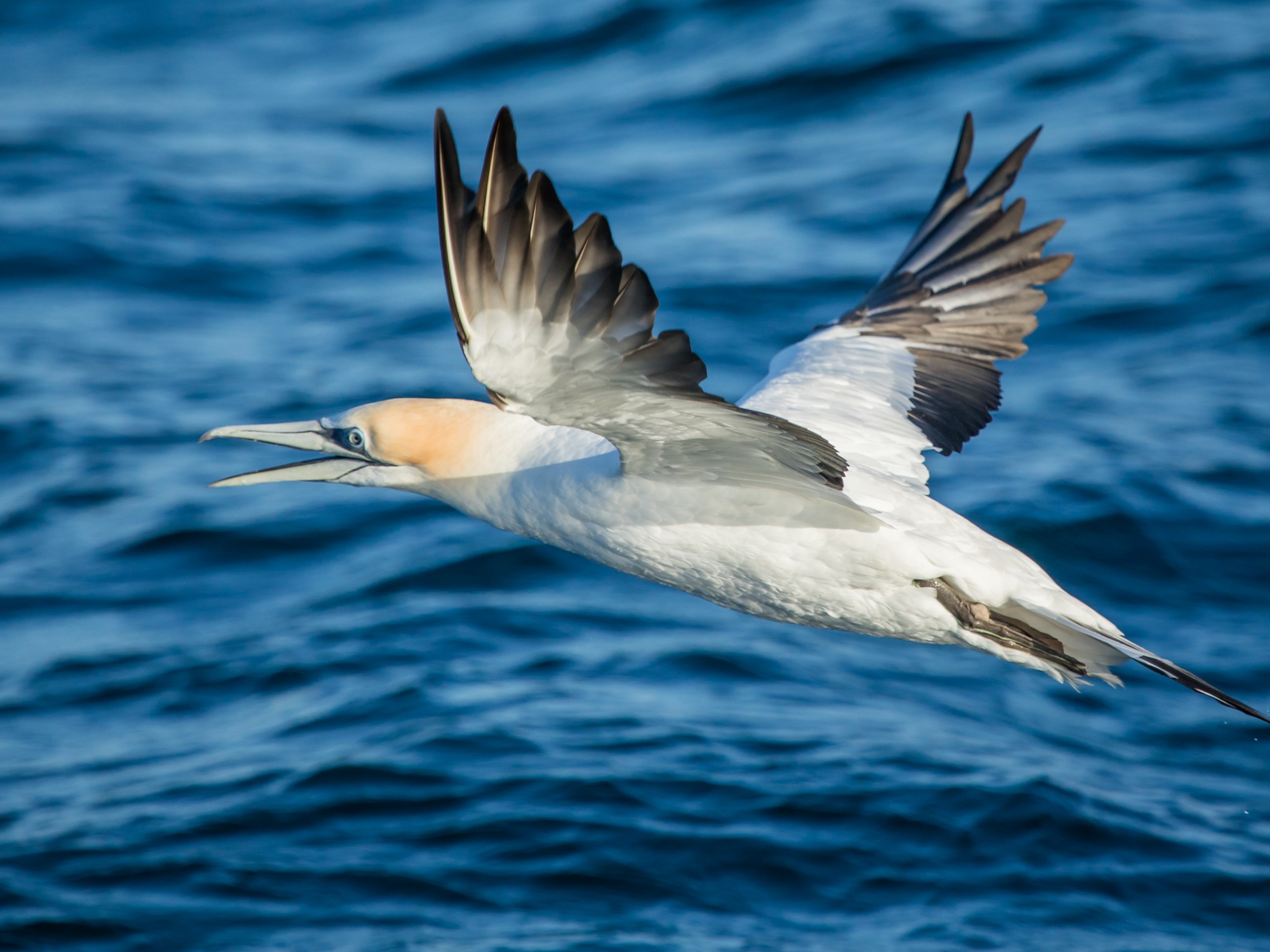 Australiasian Gannet on a flight