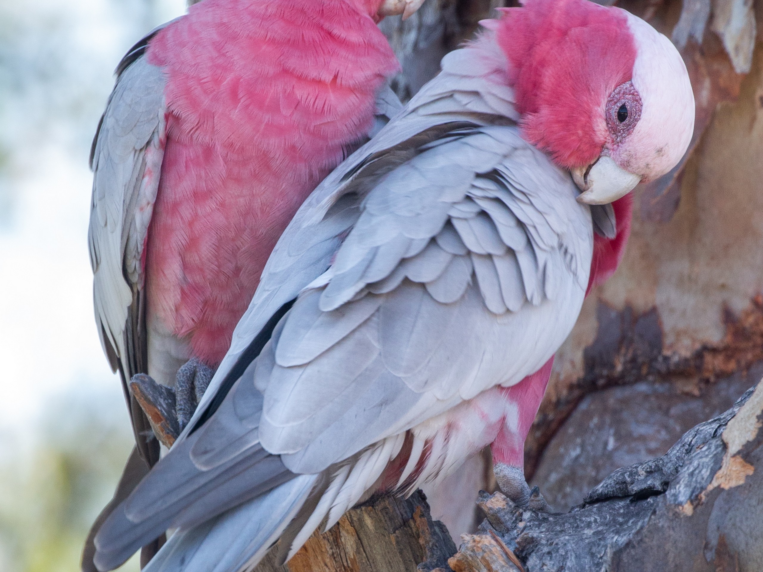 Beautiful Galah met while on a bird watching tour in Australia