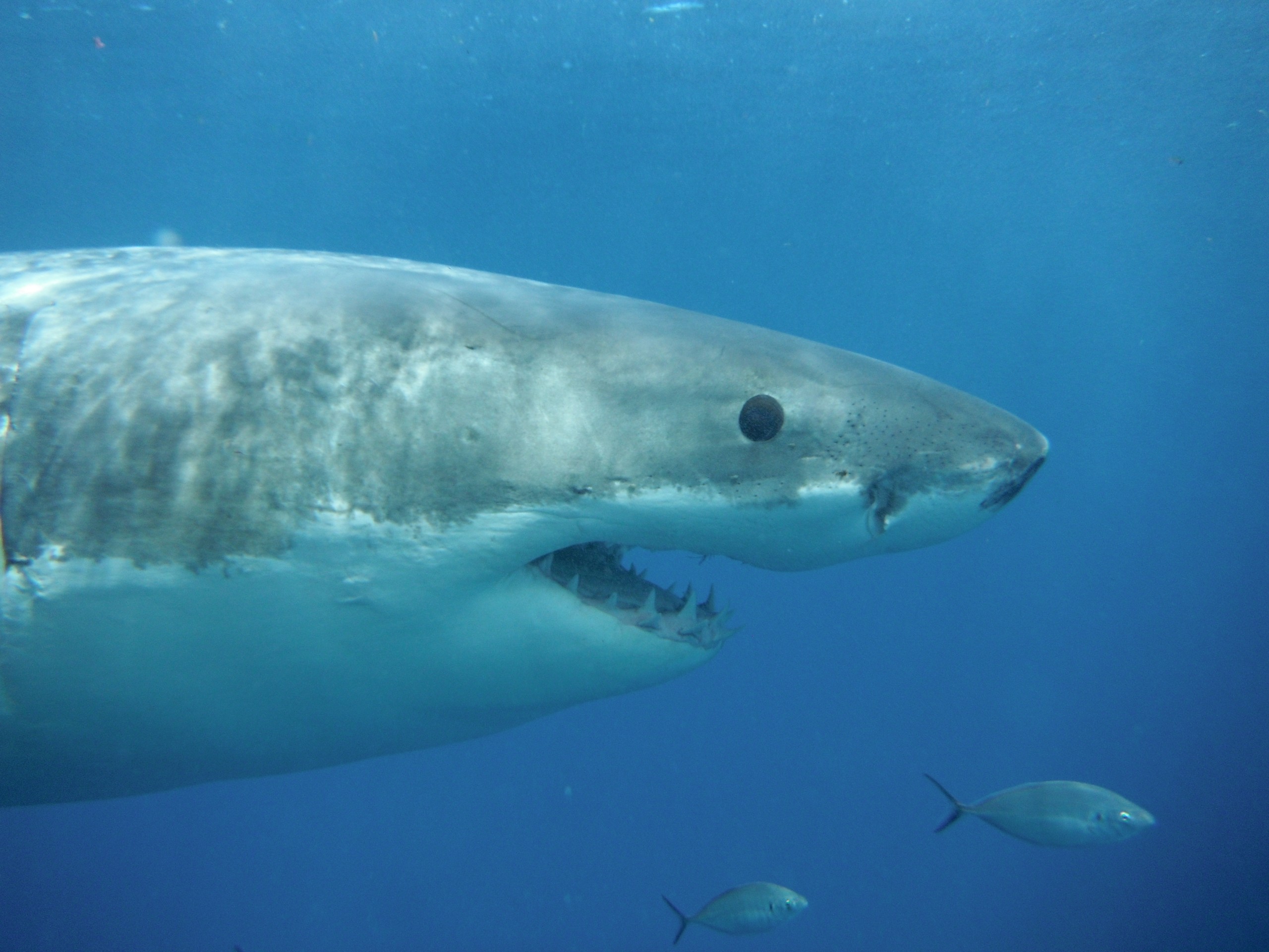 Great White close up