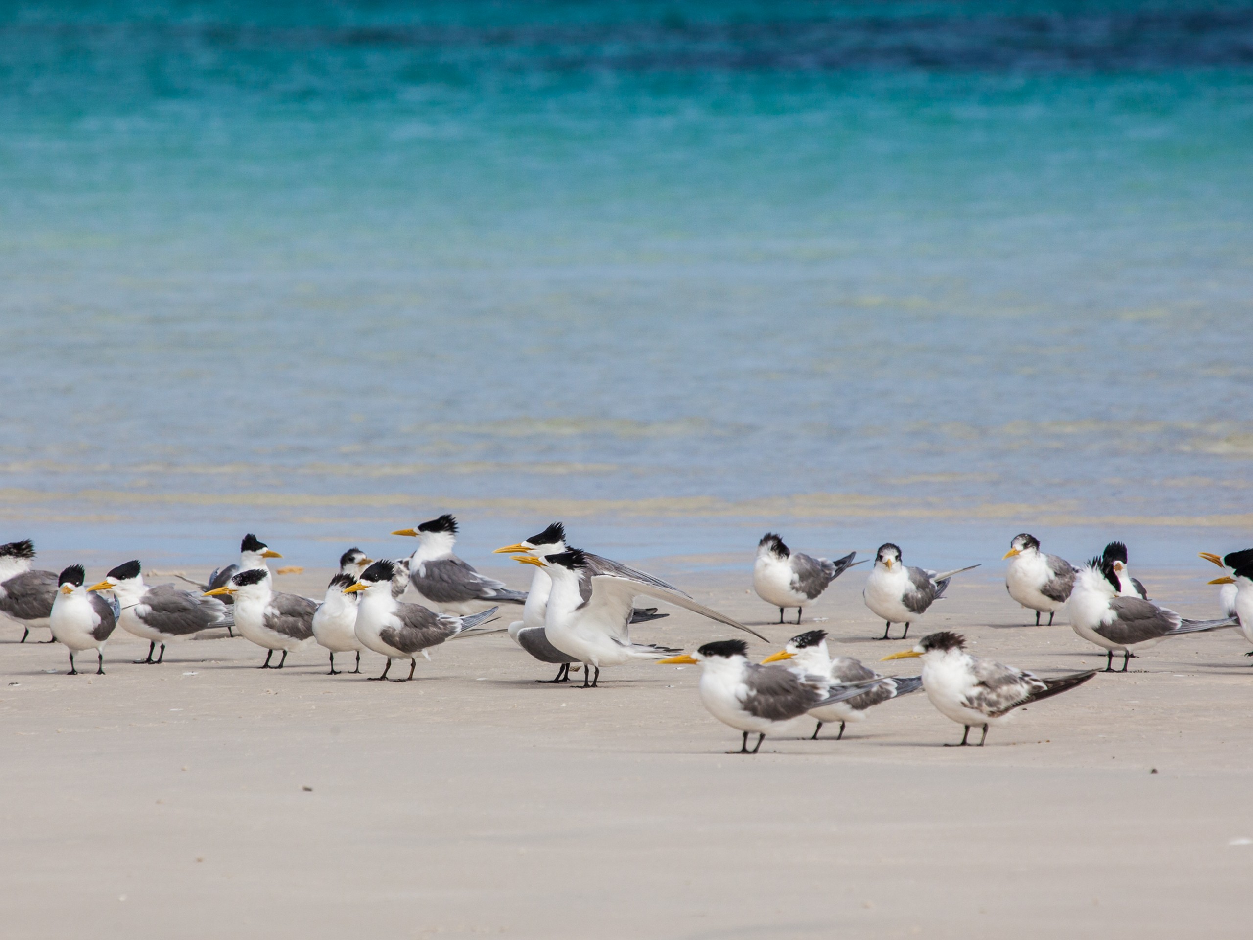 Creseted Terns - South Australia birdwatching tour
