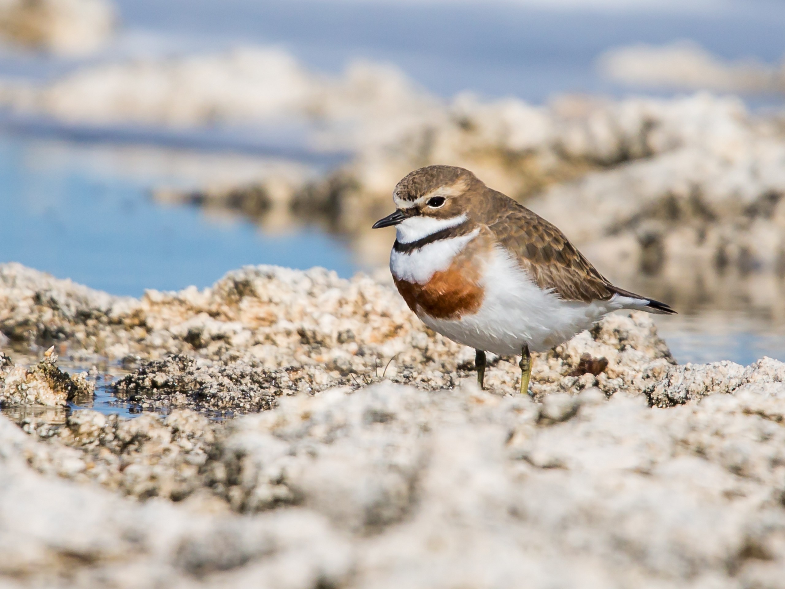 Double-banded Plover met on a coast of South Australia, close to Port Lincoln