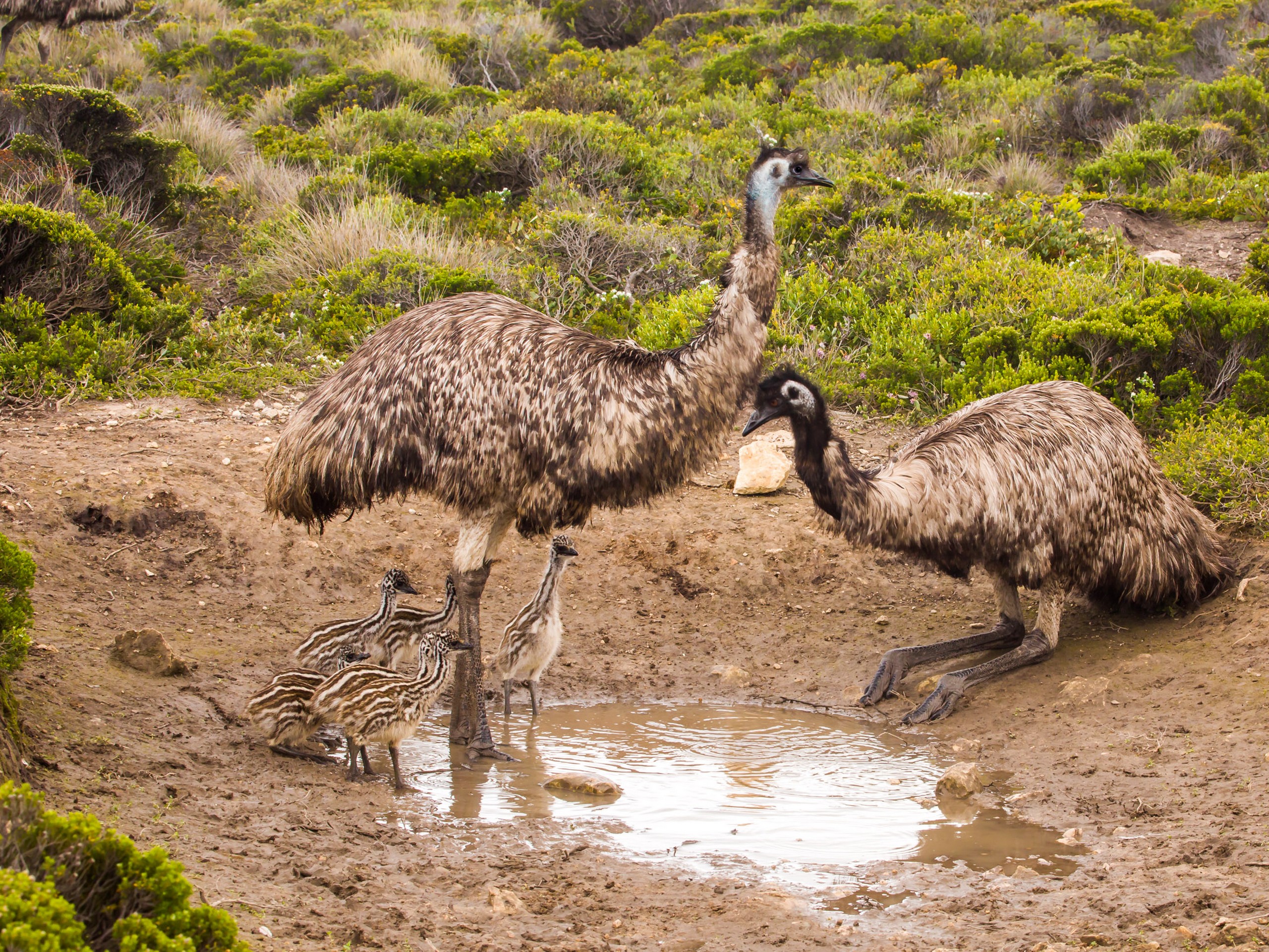 Emu and chicks near Port Lincoln
