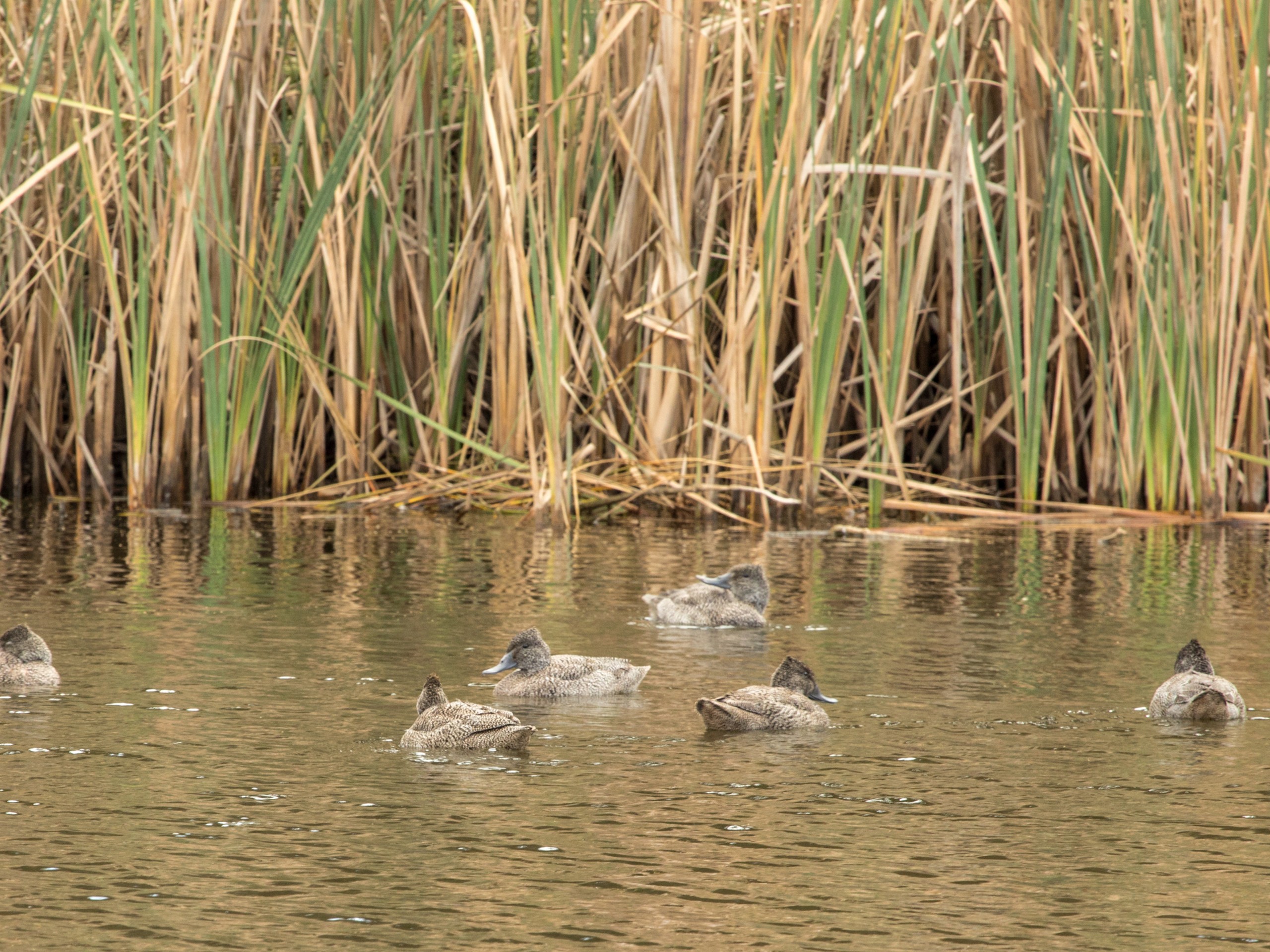 Freckle Ducks in the wetlands of South Australia