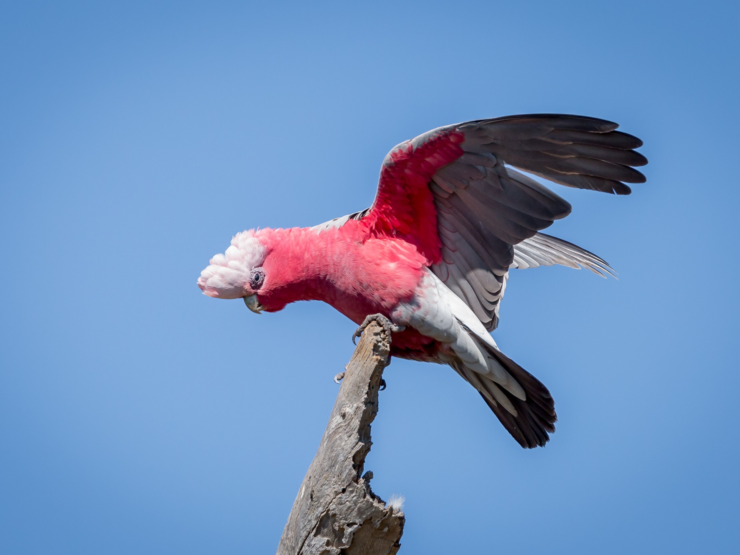 Galah showing off it's wings in Australia