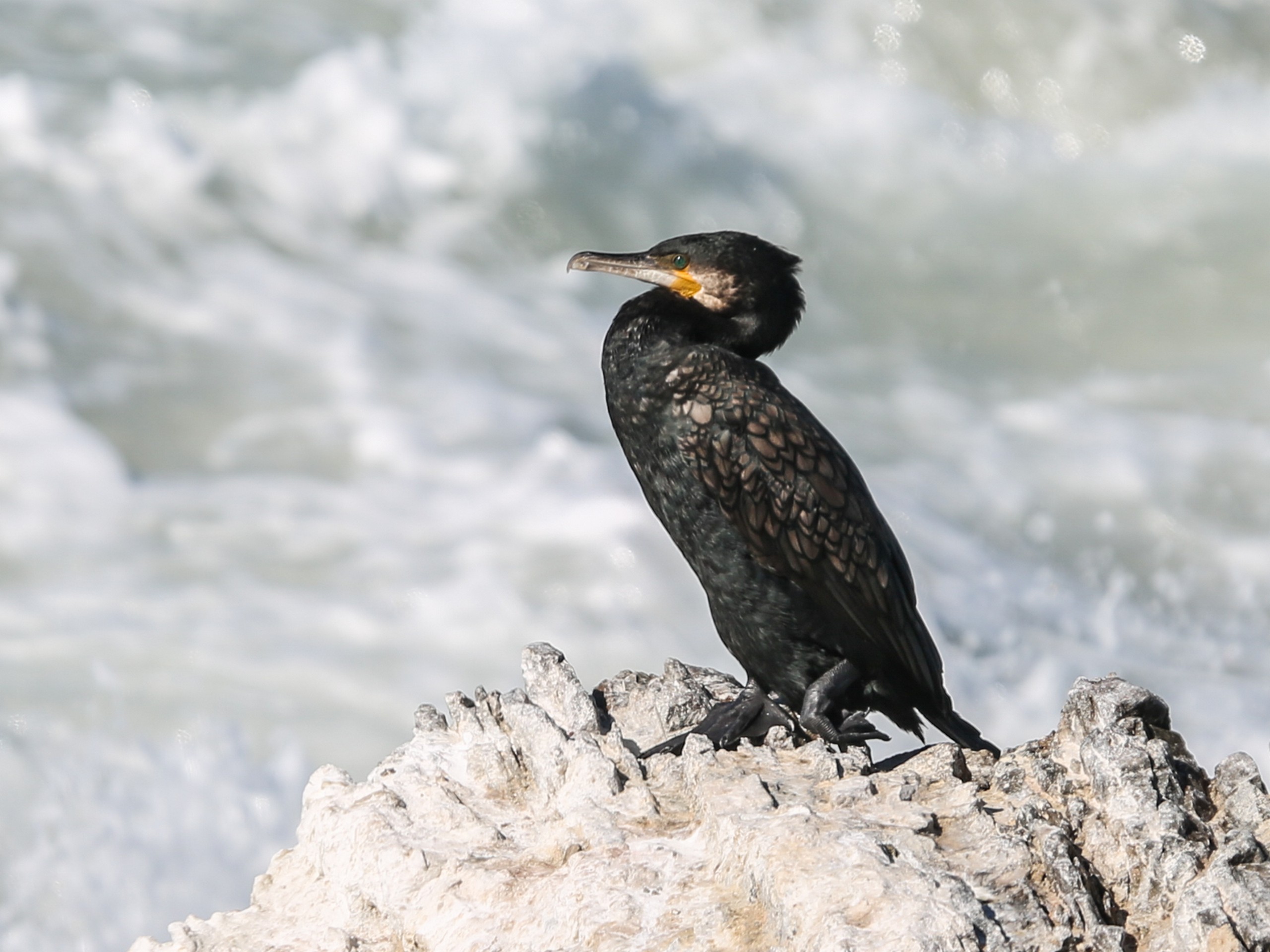 Great Cormorant along the South Australia's coast