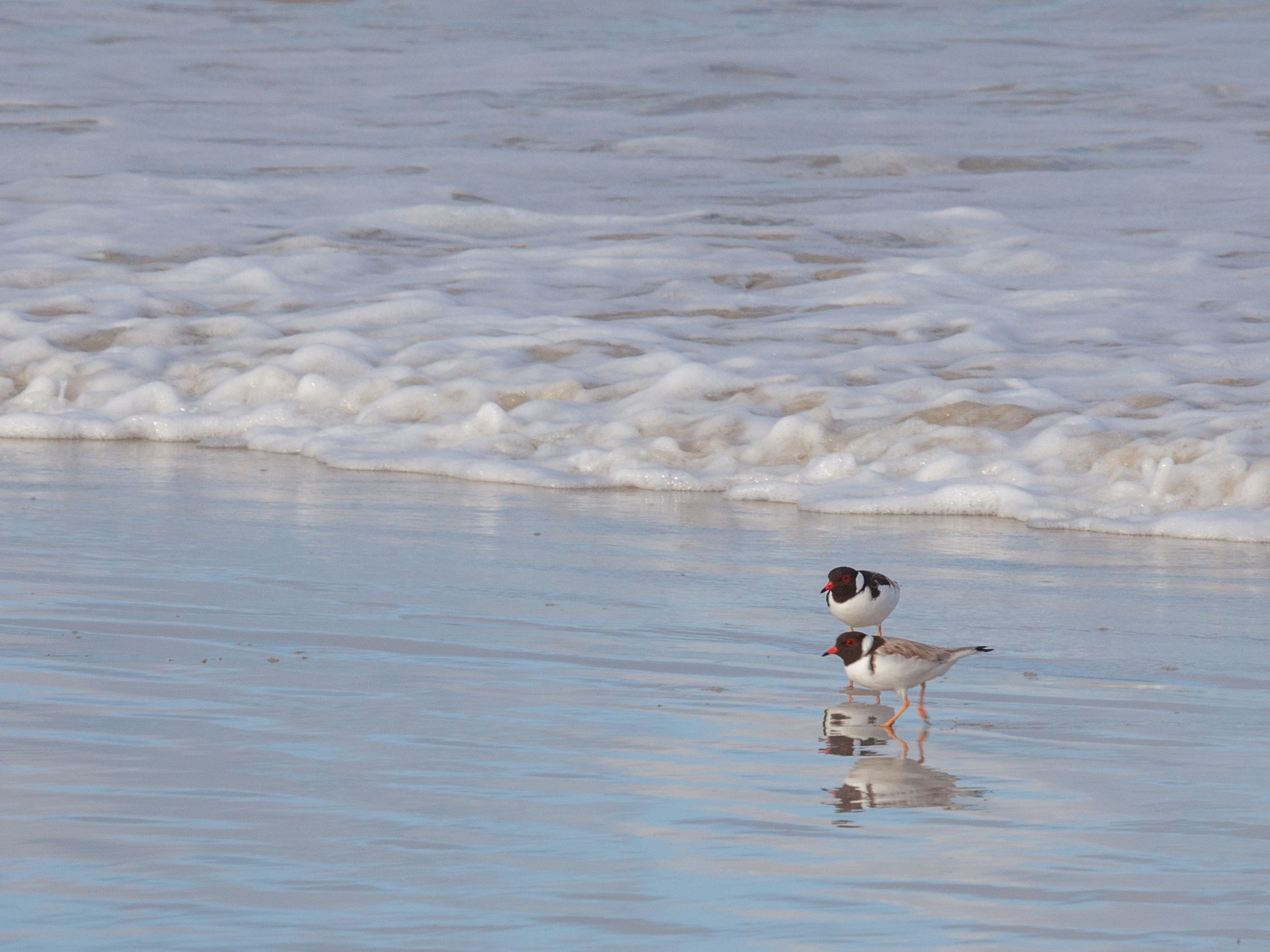 Hooded Plovers enjoying the water of the Cofin Bay