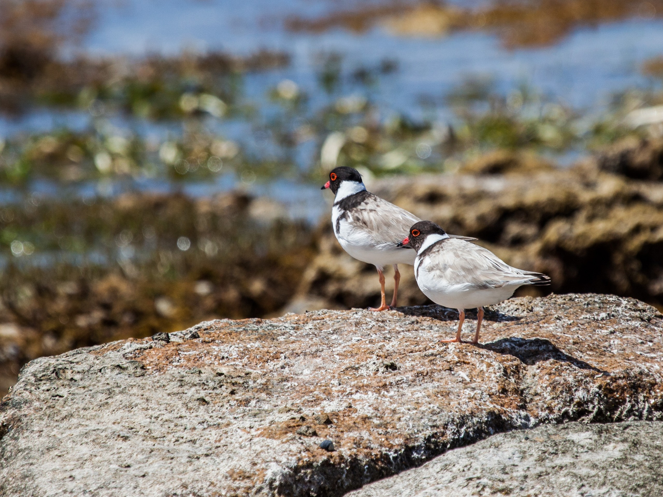 Hooded Plovers on the rocks, seen while on a South Australia's birdwatching tour