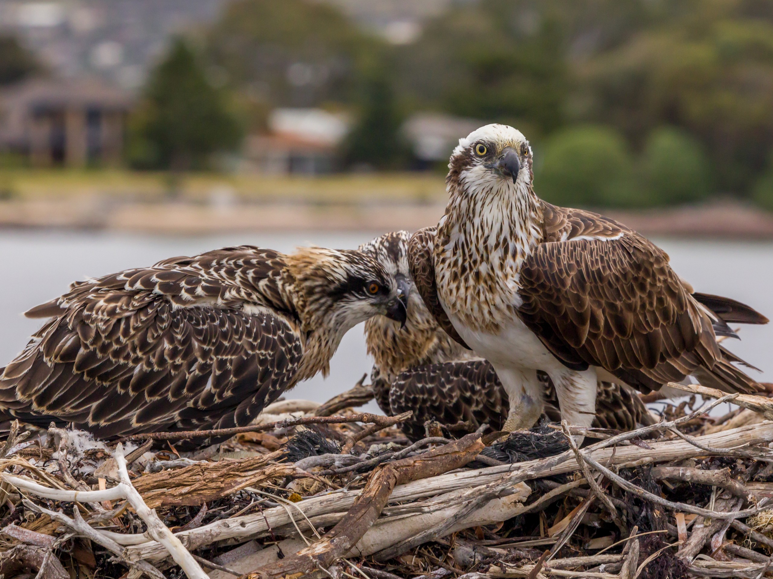 Osprey family in South Australia