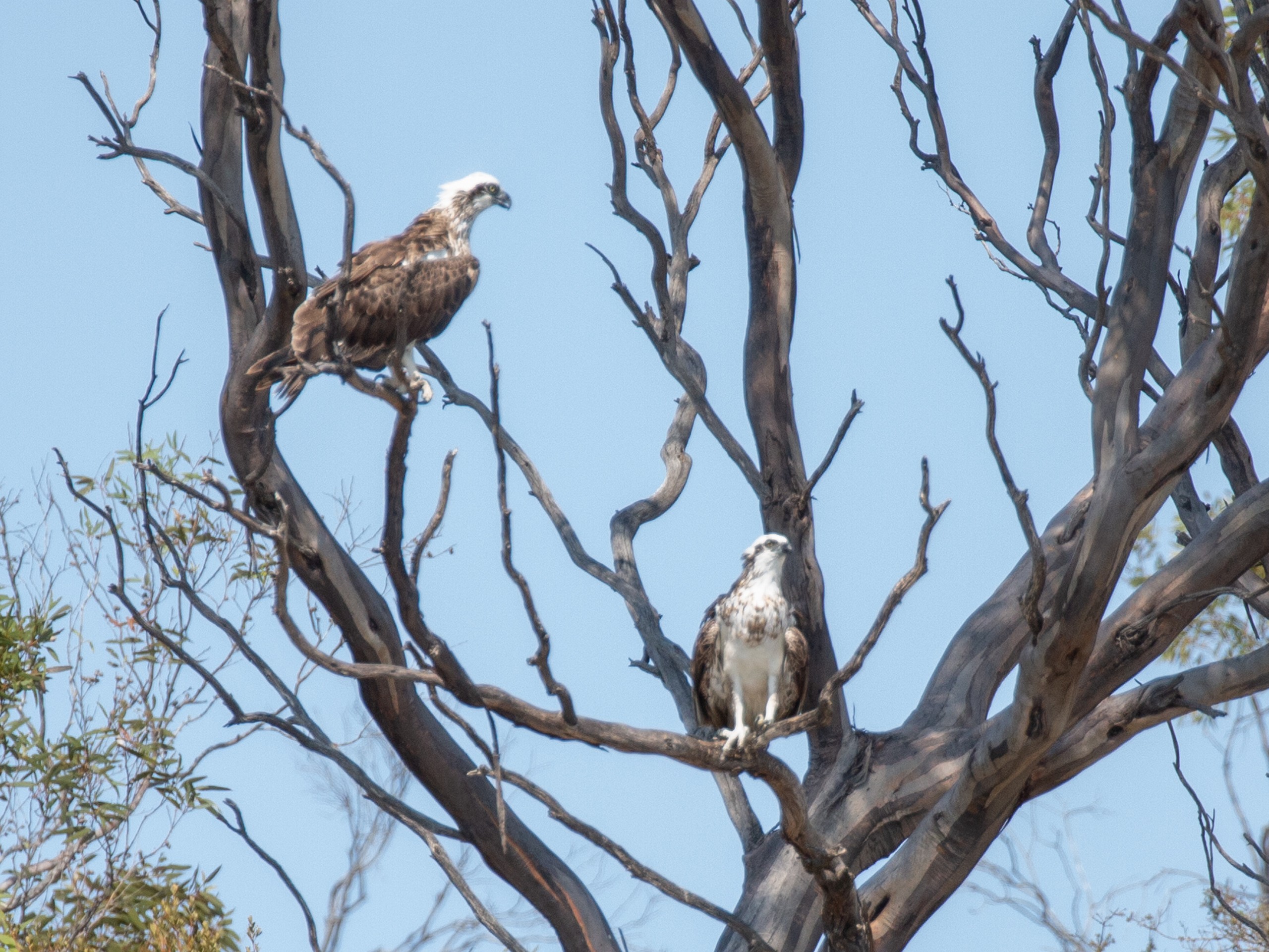 Ospreys near Port Lincoln in Australia