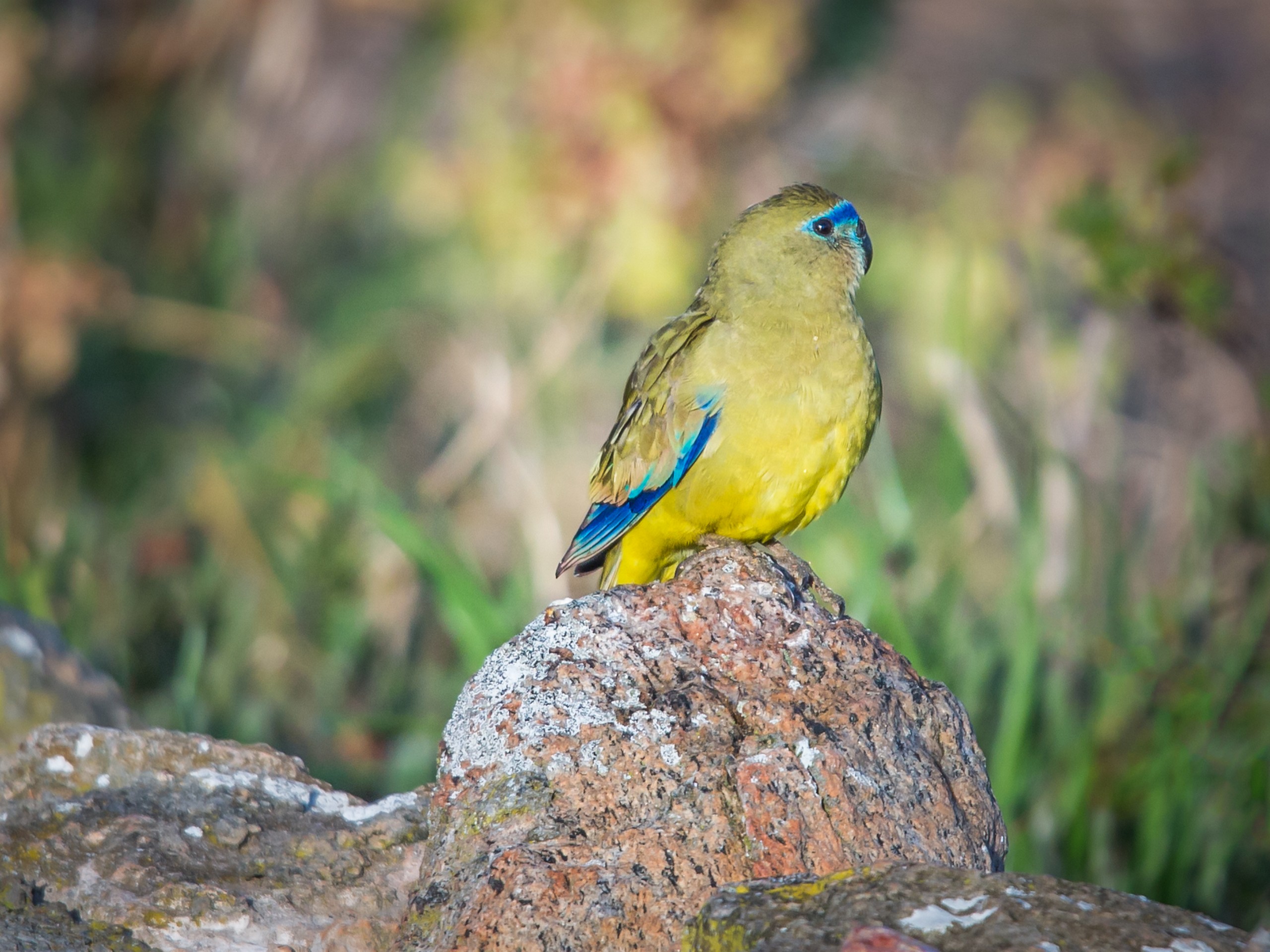 Rock Parrot seen while on a guided birdwatching tour in South Australia