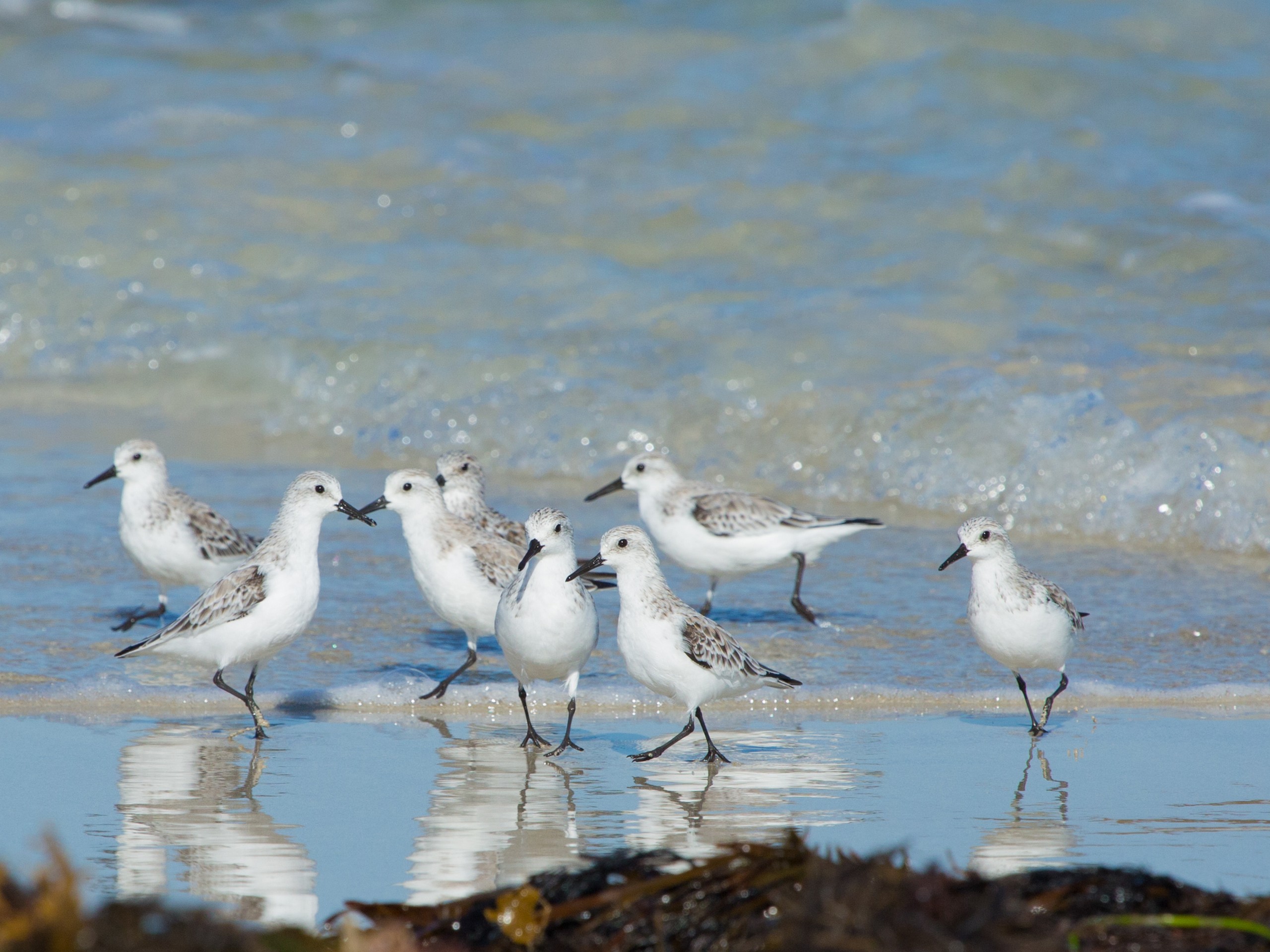 Sanderlings at Cofin Bay Australia