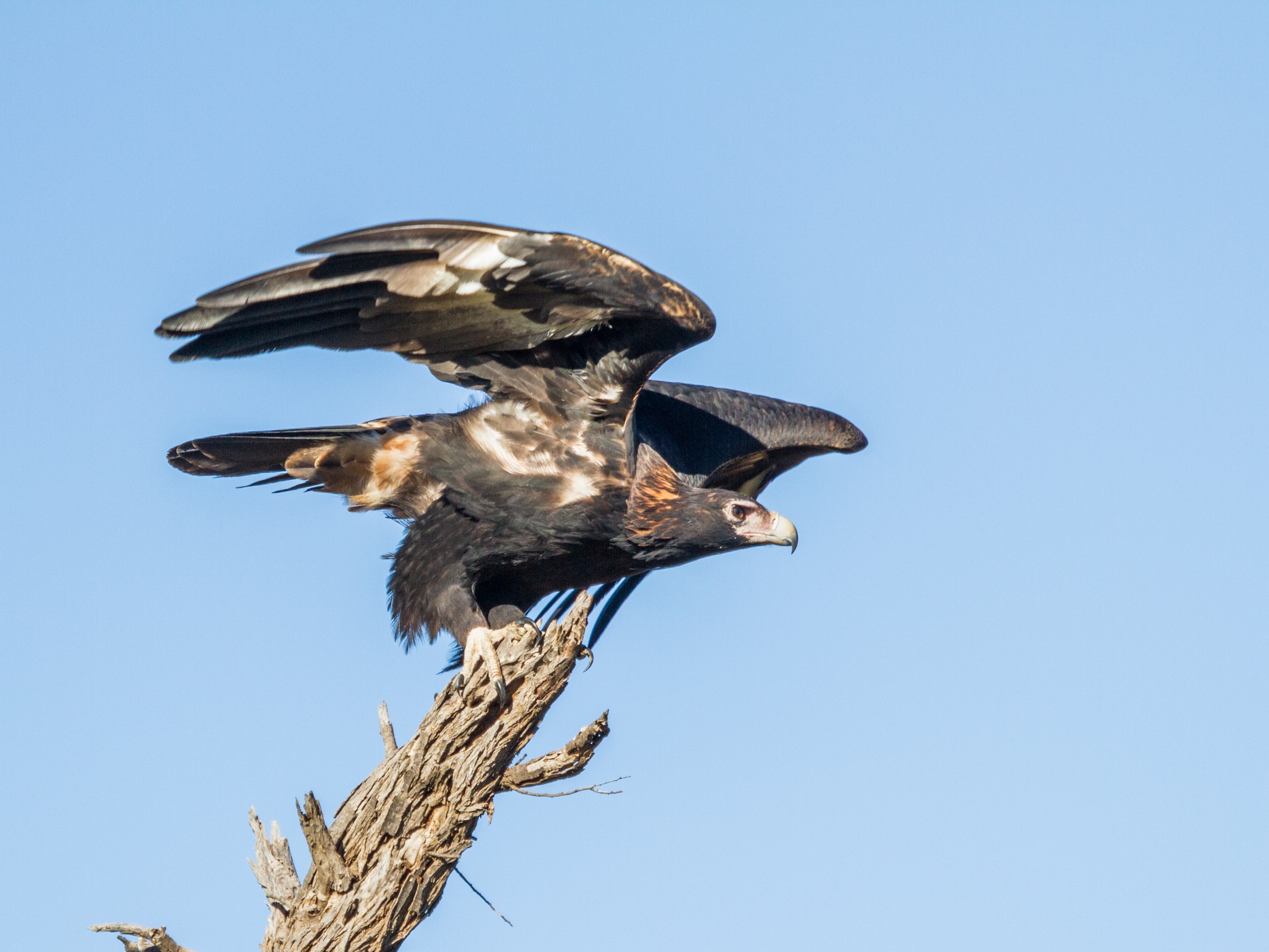 Wedge-Tailed Eagle seen while on a guided tour in Australia