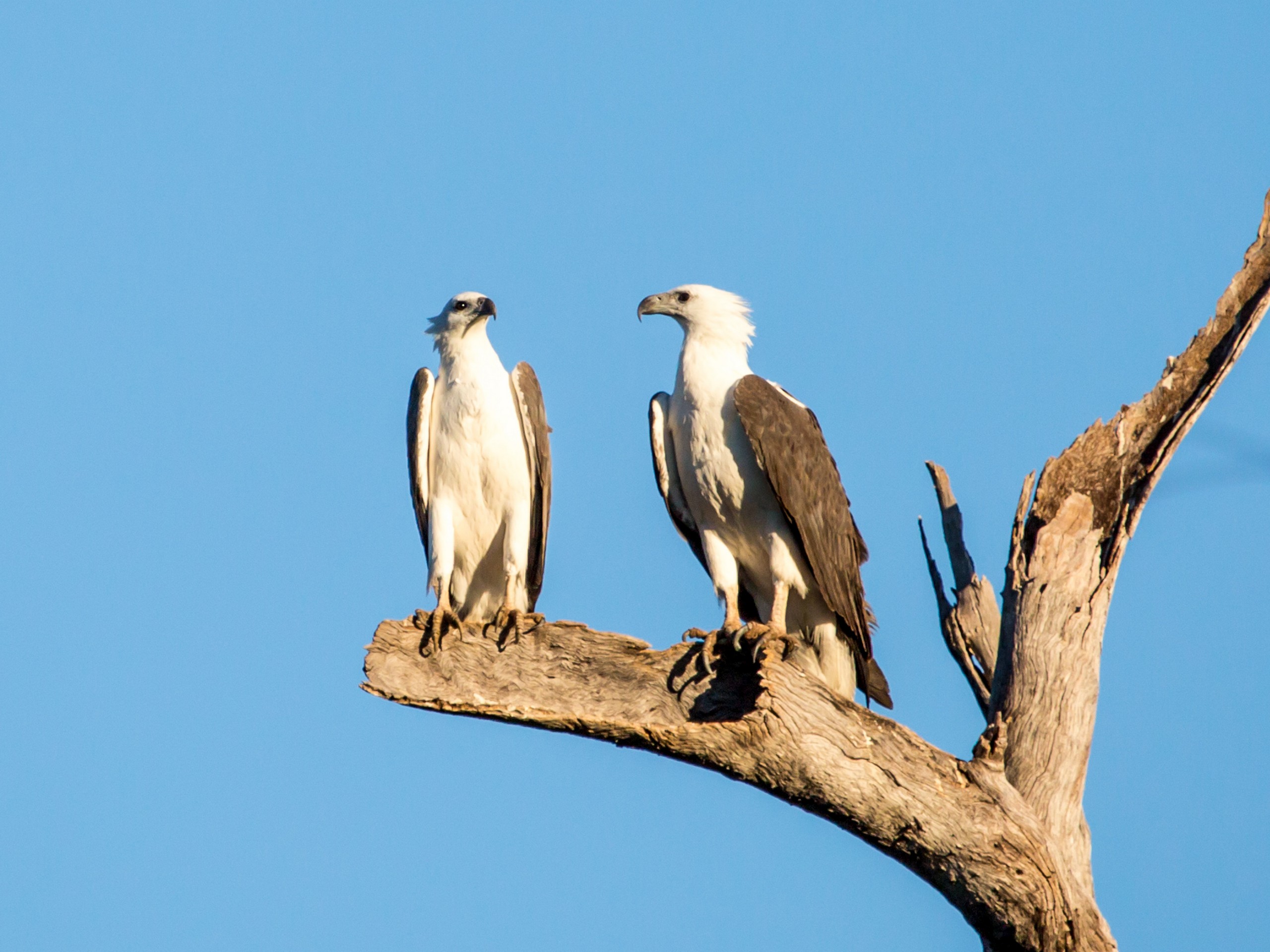 White-Bellied Sea-eagle in South Australia