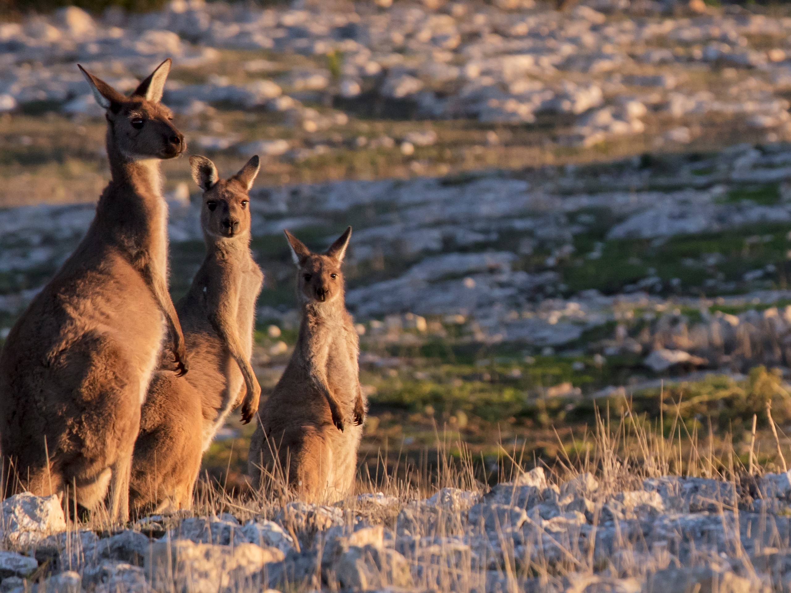 Cangaroos near Port Lincoln