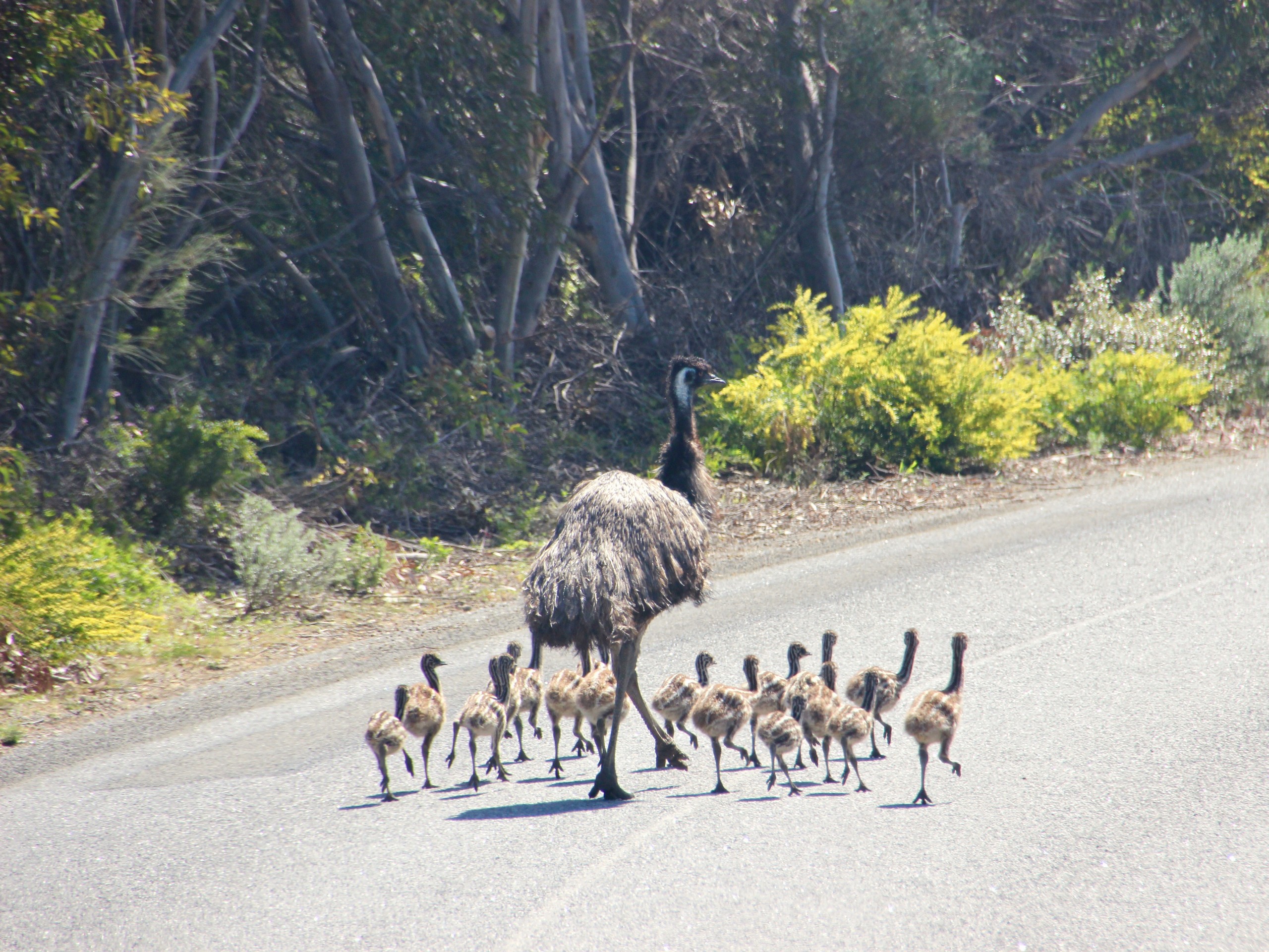 Emu family on a road near Port Lincoln