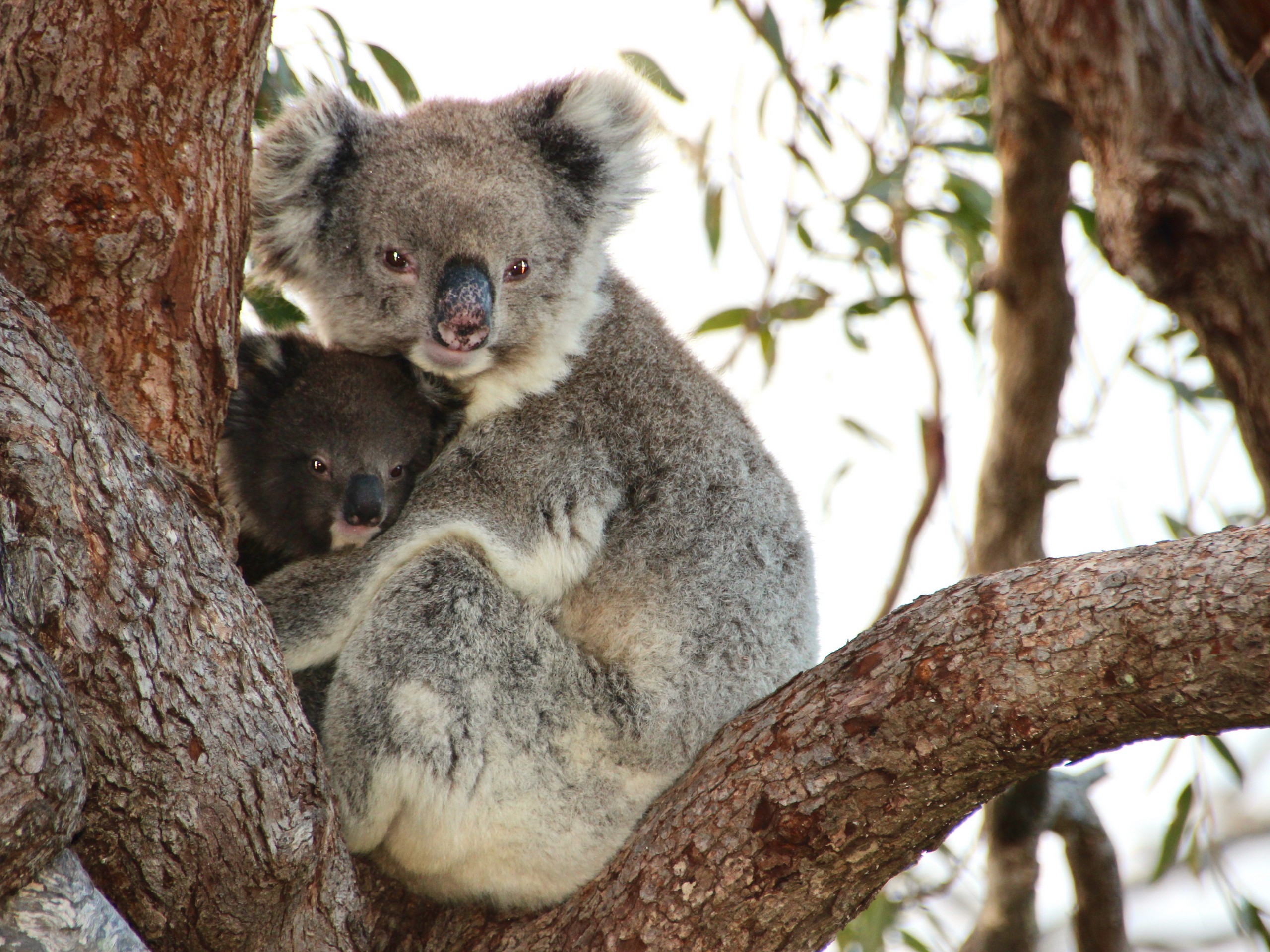 Koalas seen on a wildlife watching tour at South Australia