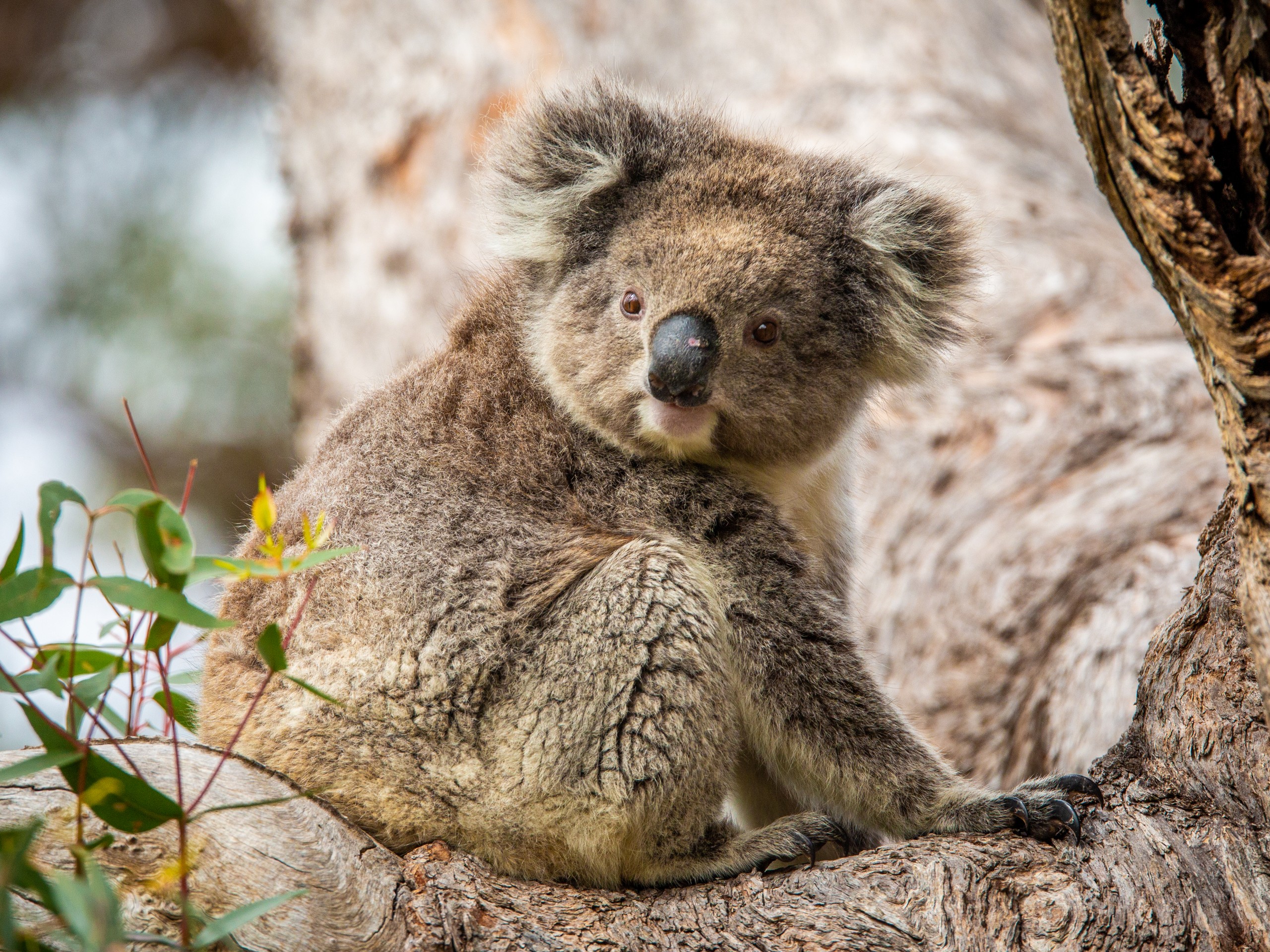Koala met on a guided Port Lincoln tour