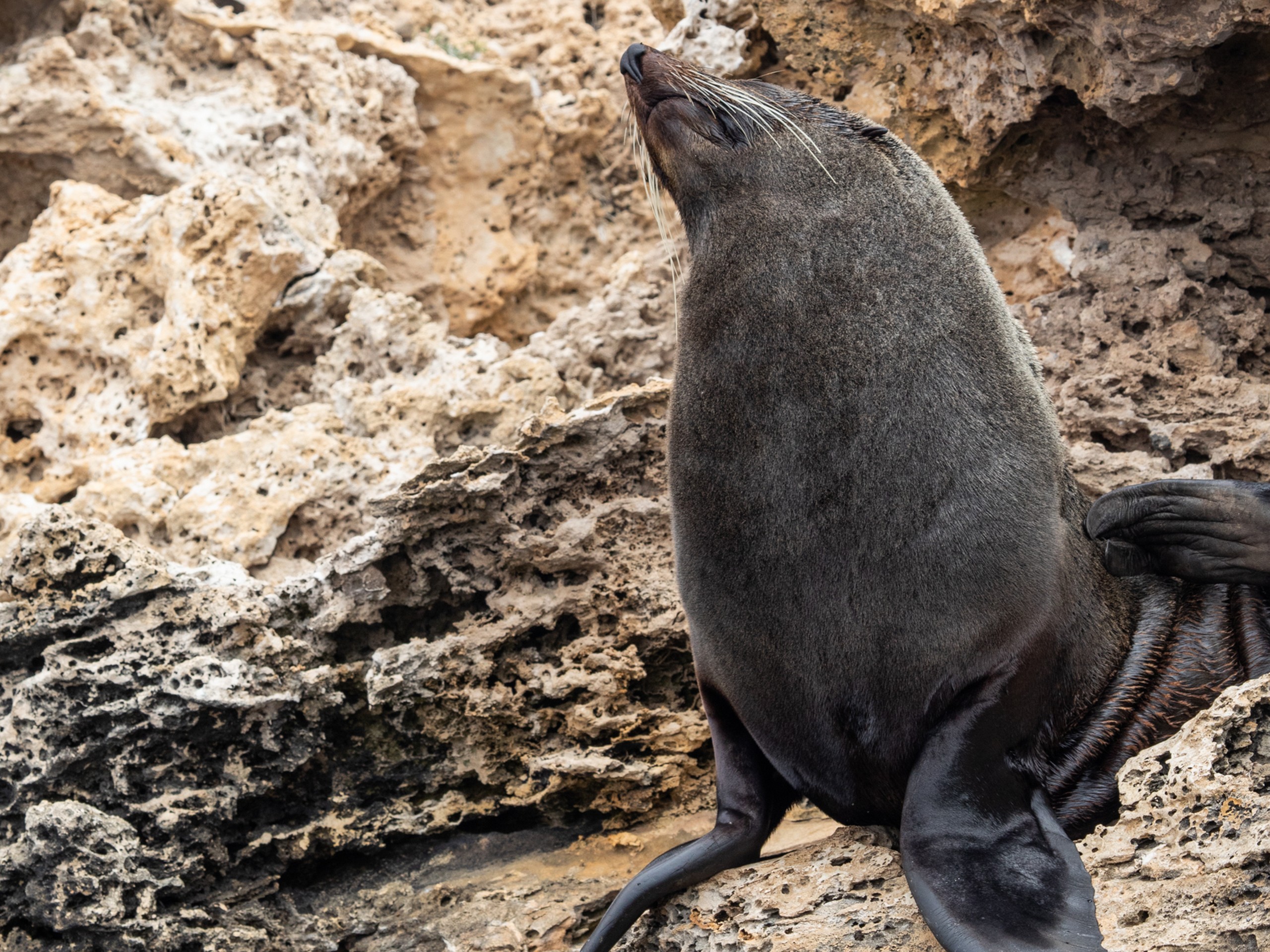 Sea lion seen along the coast near Port Lincoln