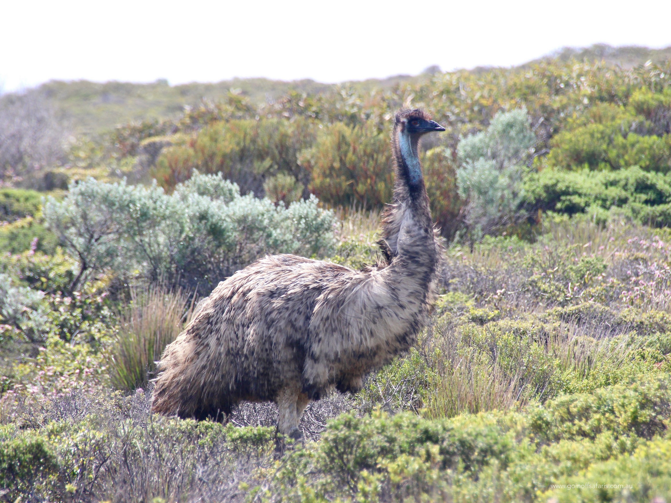 Emu seen along the Southern Coast of australia