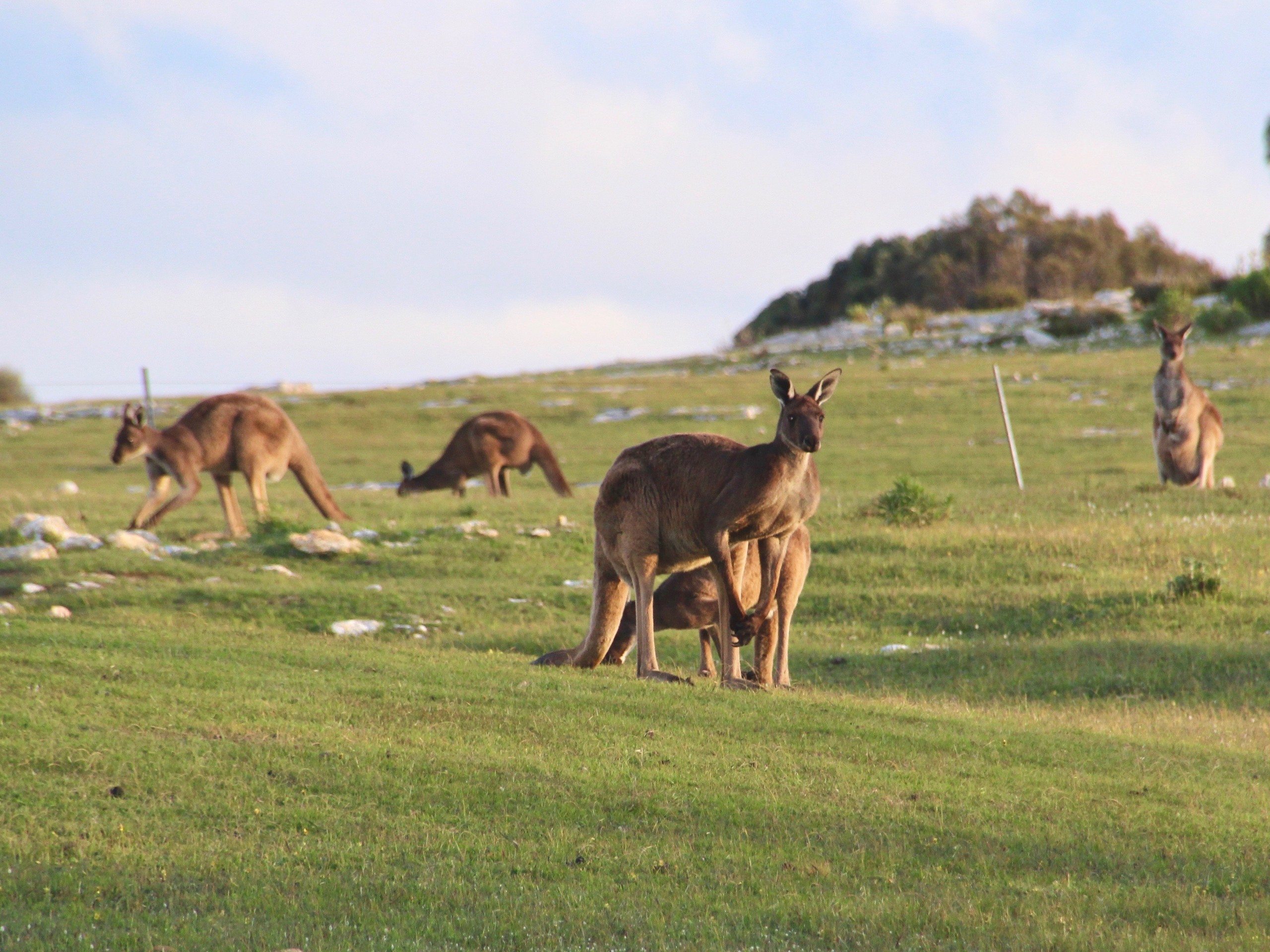 Cangaroos in South Australia, seen while on wildlife tour