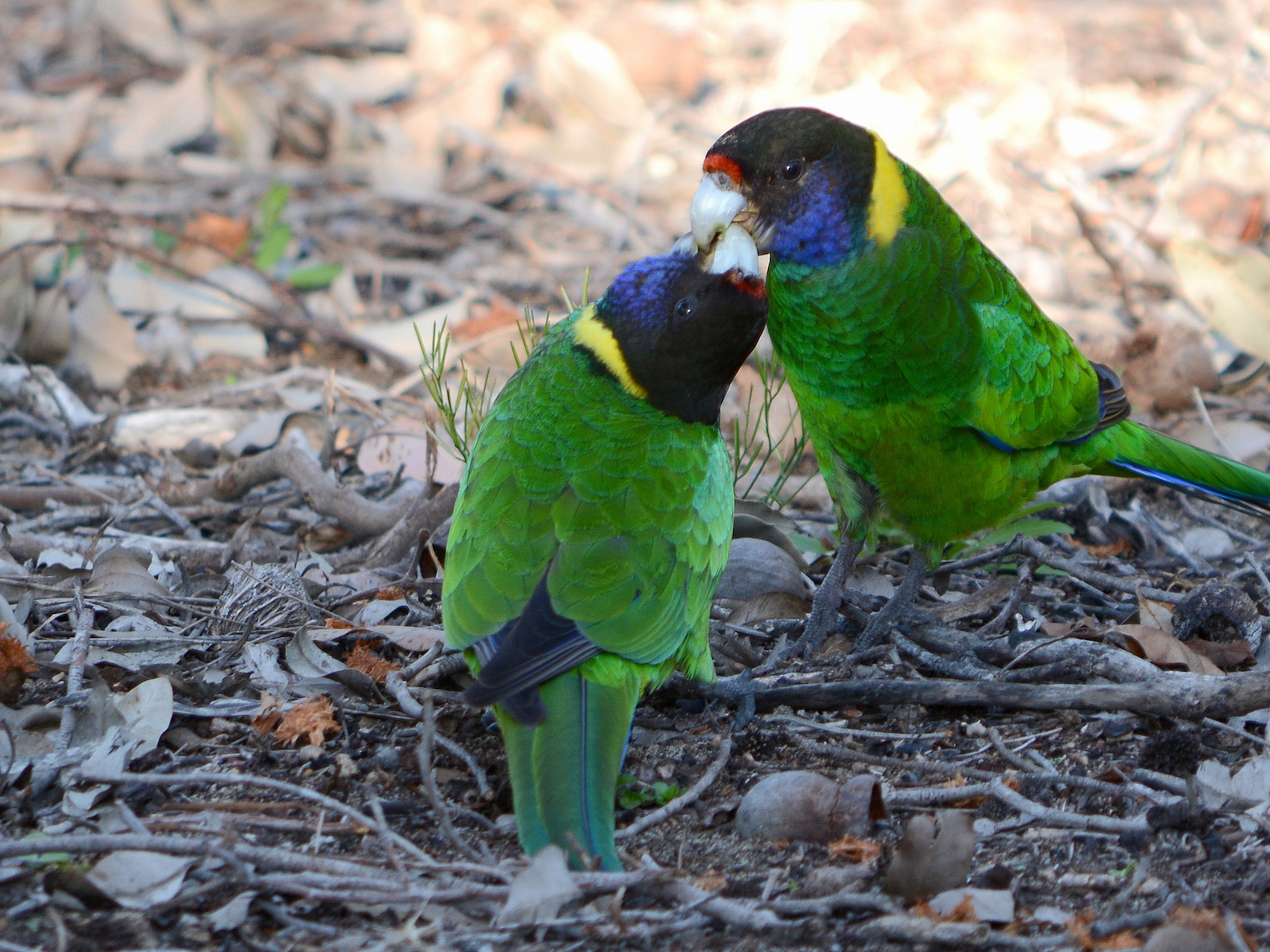 Birds along the South Australias coast