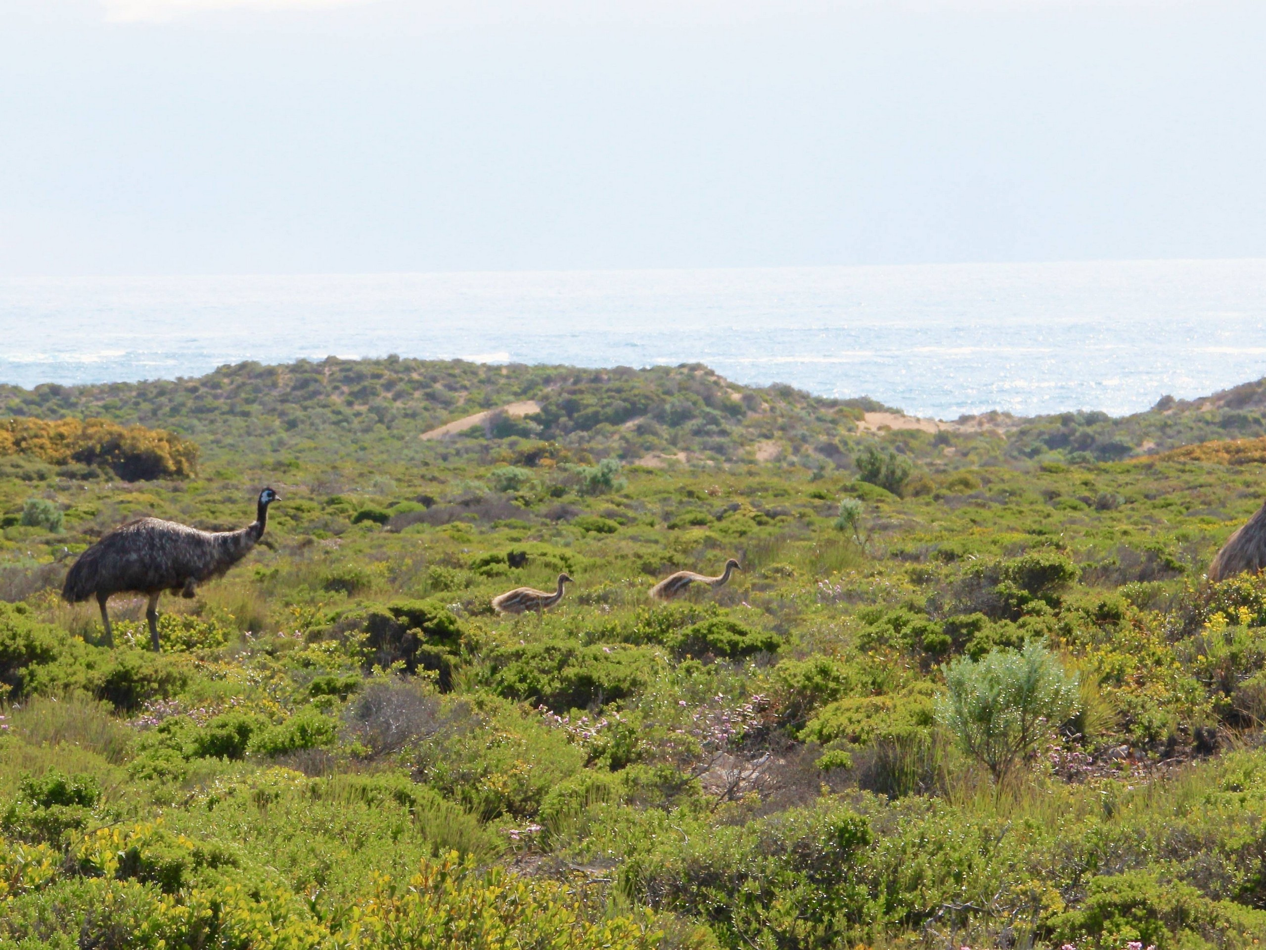 Emu family met while on a wildlife of Sout Australia tour