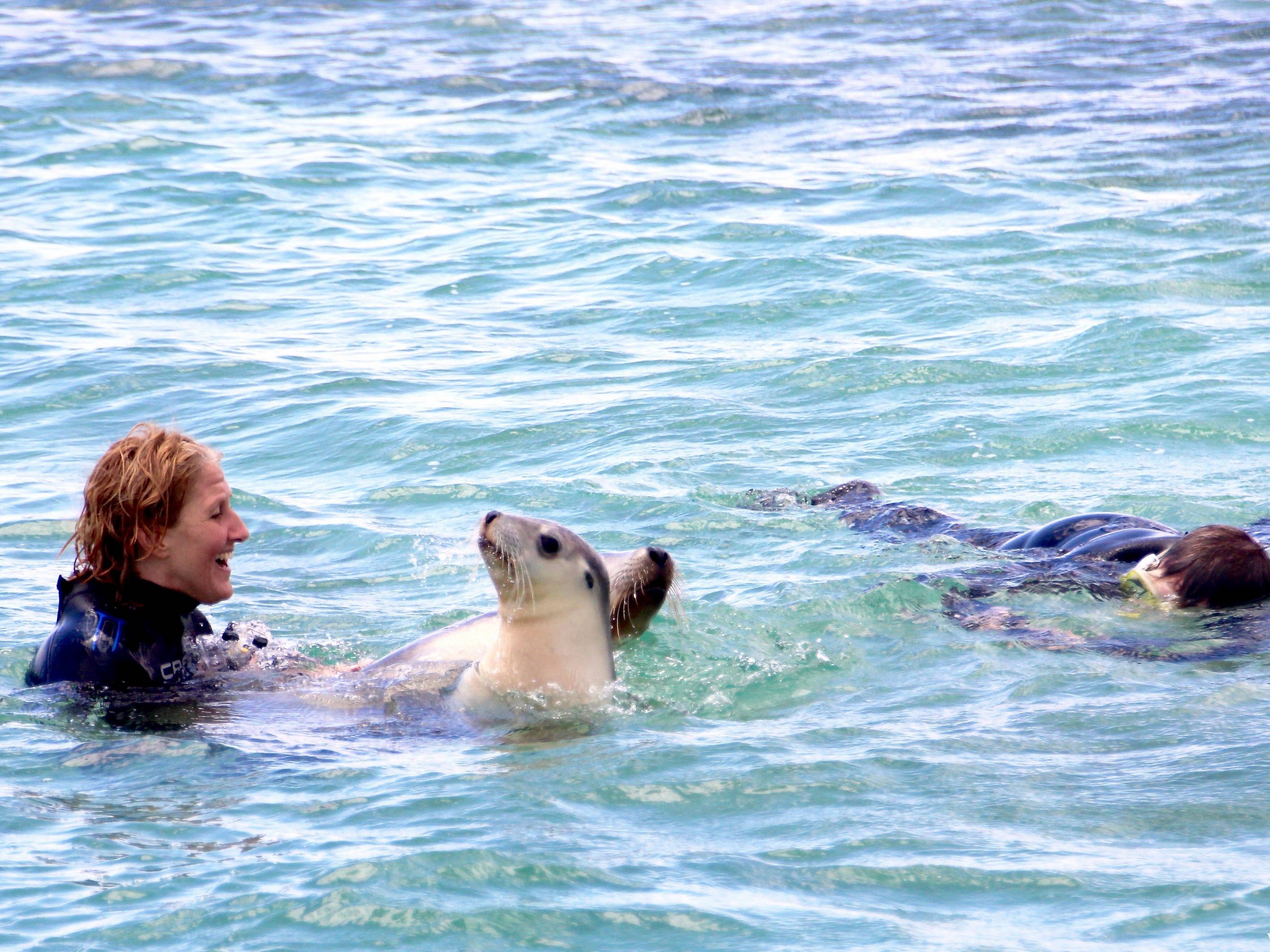 Swimming with sea lions near Eyre Peninsula