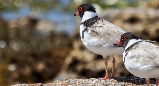 Southern Eyre Bird Watching Tour