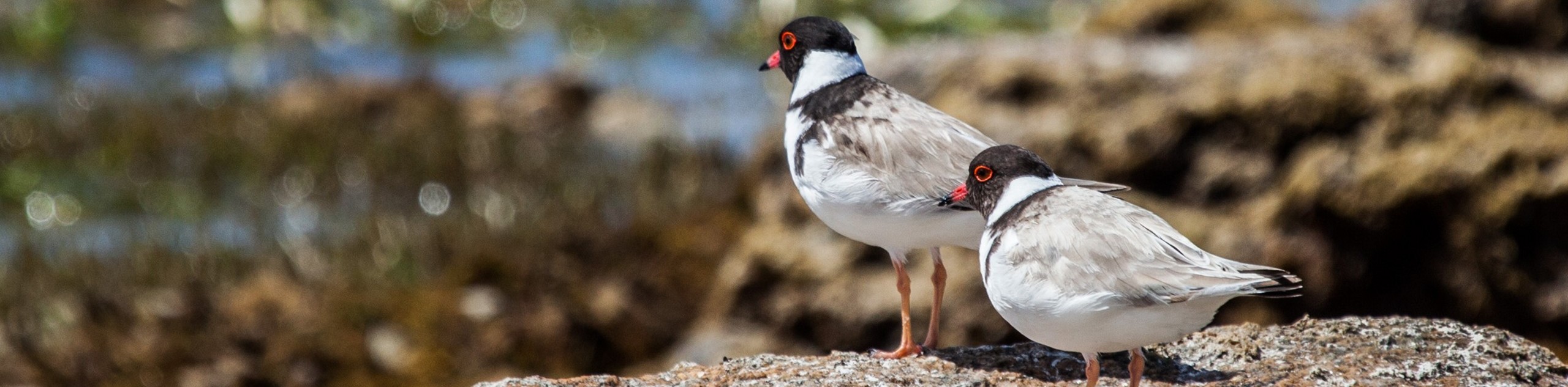 Southern Eyre Bird Watching Tour