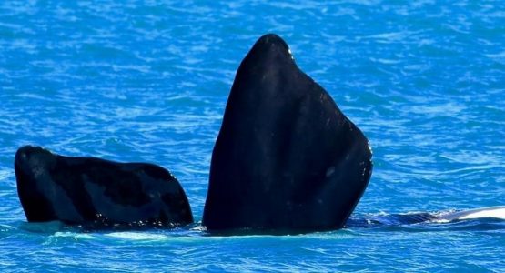 Winter Whale Watching and Wildlife Tour