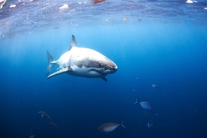 Great White Sharks and Port Lincoln Tour