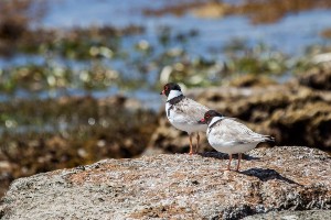 Southern Eyre Bird Watching Tour