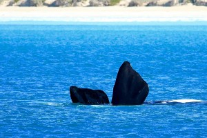 Winter Whale Watching and Wildlife Tour