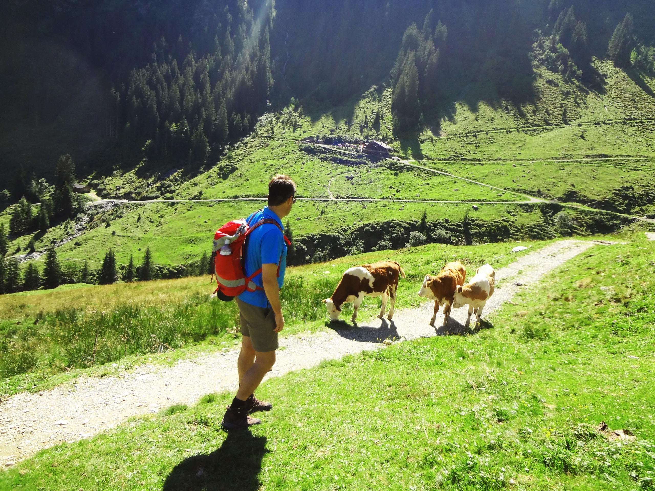 Hiker observing three cows on the trail in Zell am See region