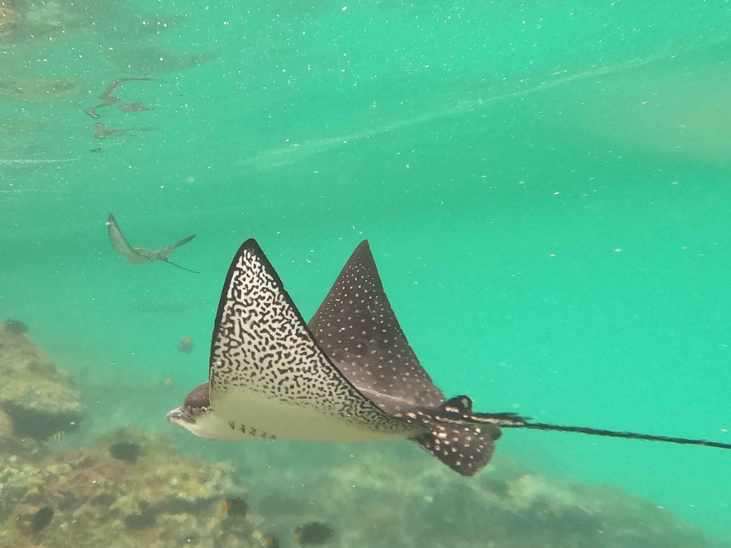 Eagle rays