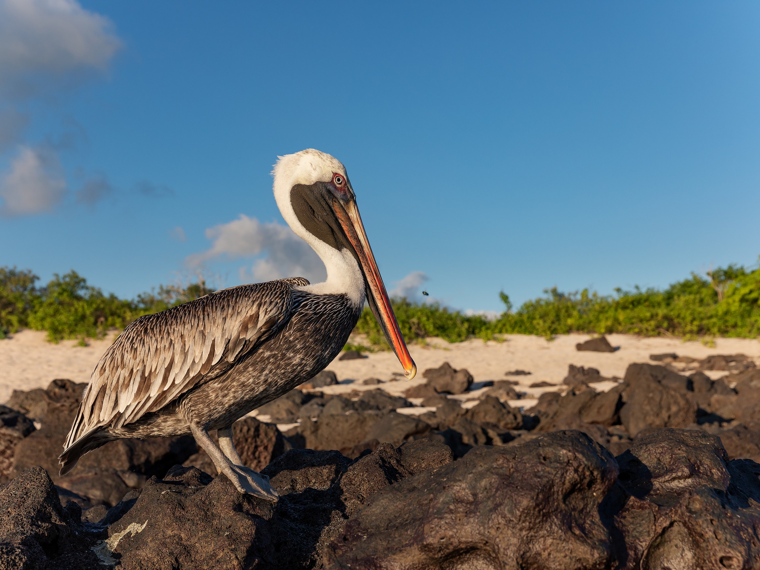 Galapagos Pelican