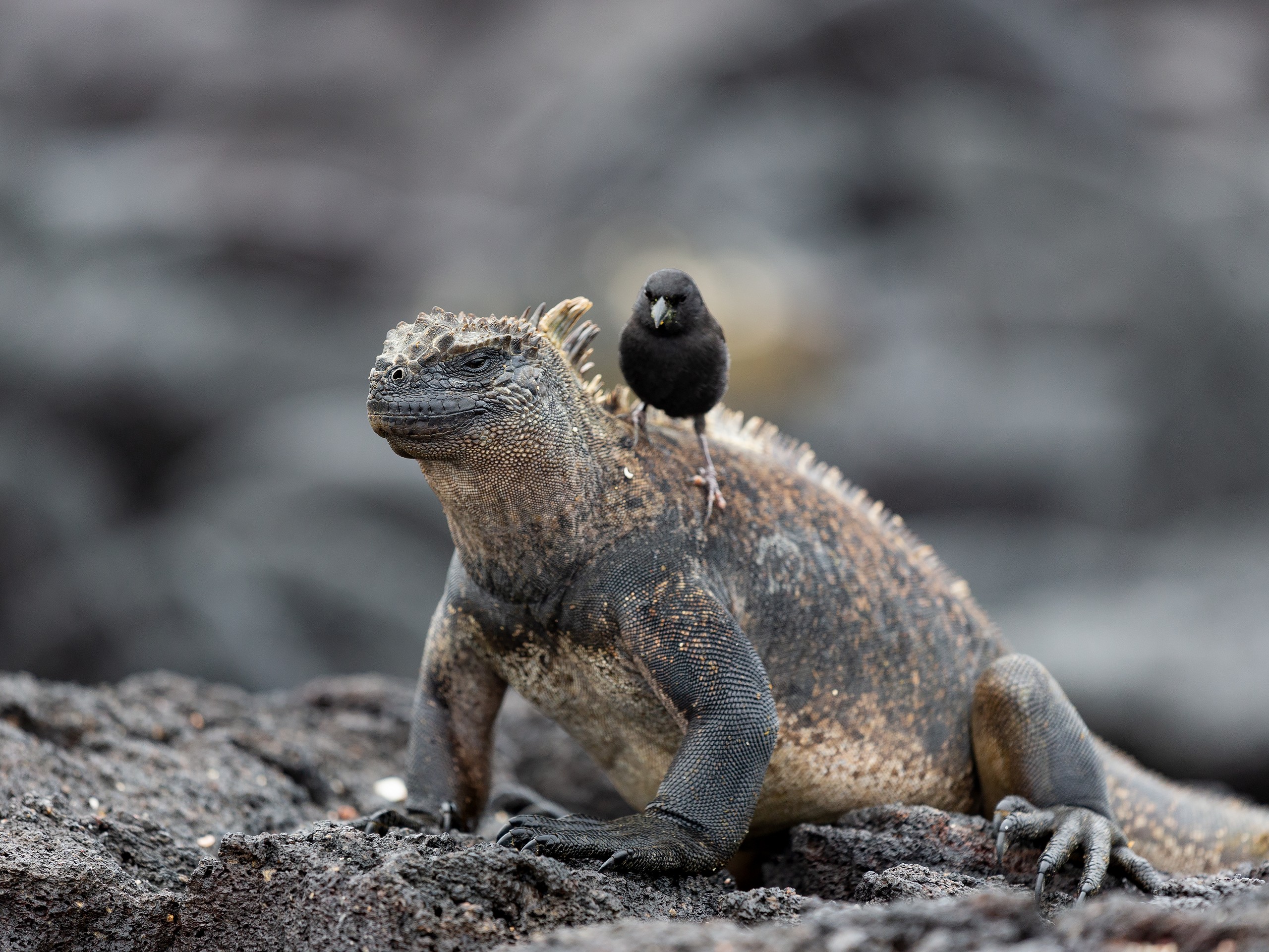 Iguana and finch